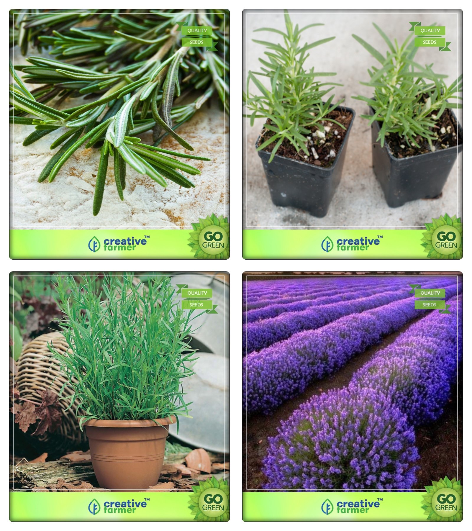 Creative Farmer Combo For Herb Seeds Rosemary, Terragon, Terragon, Lavender Herb Seeds Combo Pack (B078V5Z4RS) Amazon Price History, Amazon Price Tracker