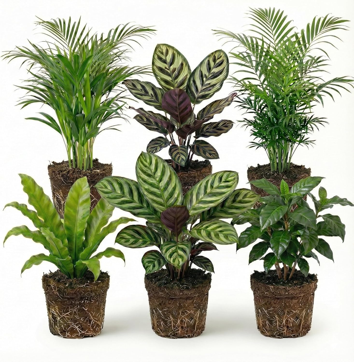 Ecoworld Luftreinigende, echte, grüne Zimmerpflanzen, Set mit 6 pflegeleichten Pflanzen mit geringem Lichtbedarf, aus eigener Gärtnerei mit Öko-Übertopf und Zimmerpflanzendünger, Topfdurchmesser 12 cm, Höhe