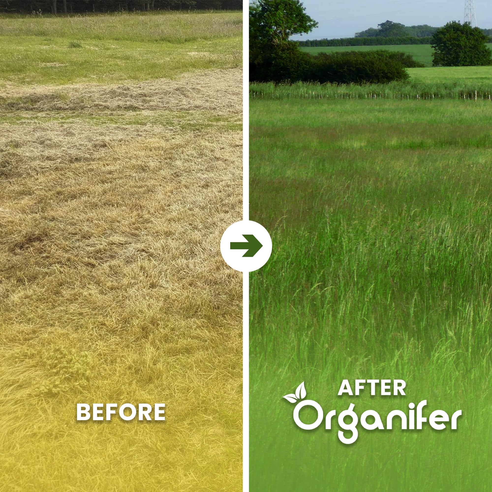 Wiesengras-Samenwiese - Speziell Für Pferde Und Kleinvieh - 5kg = 1000m2 | Grassamen-Wiese - Grassamen-Wiesenmischung - Schafgras - Wiesengras-Samen - Pferdegras-Samen - Organifer