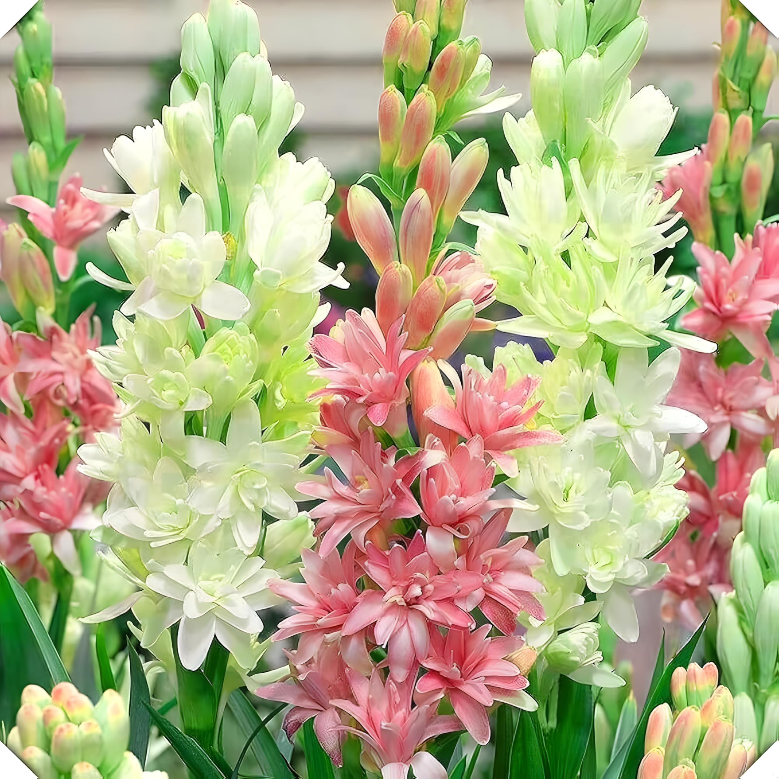 Tuberose/Rajnigandha/Nishigandha Flower Bulbs, Different Colour Fragrance all Season for Home gardening (Flower Plant Bulbs, 42 Pcs)-image-8