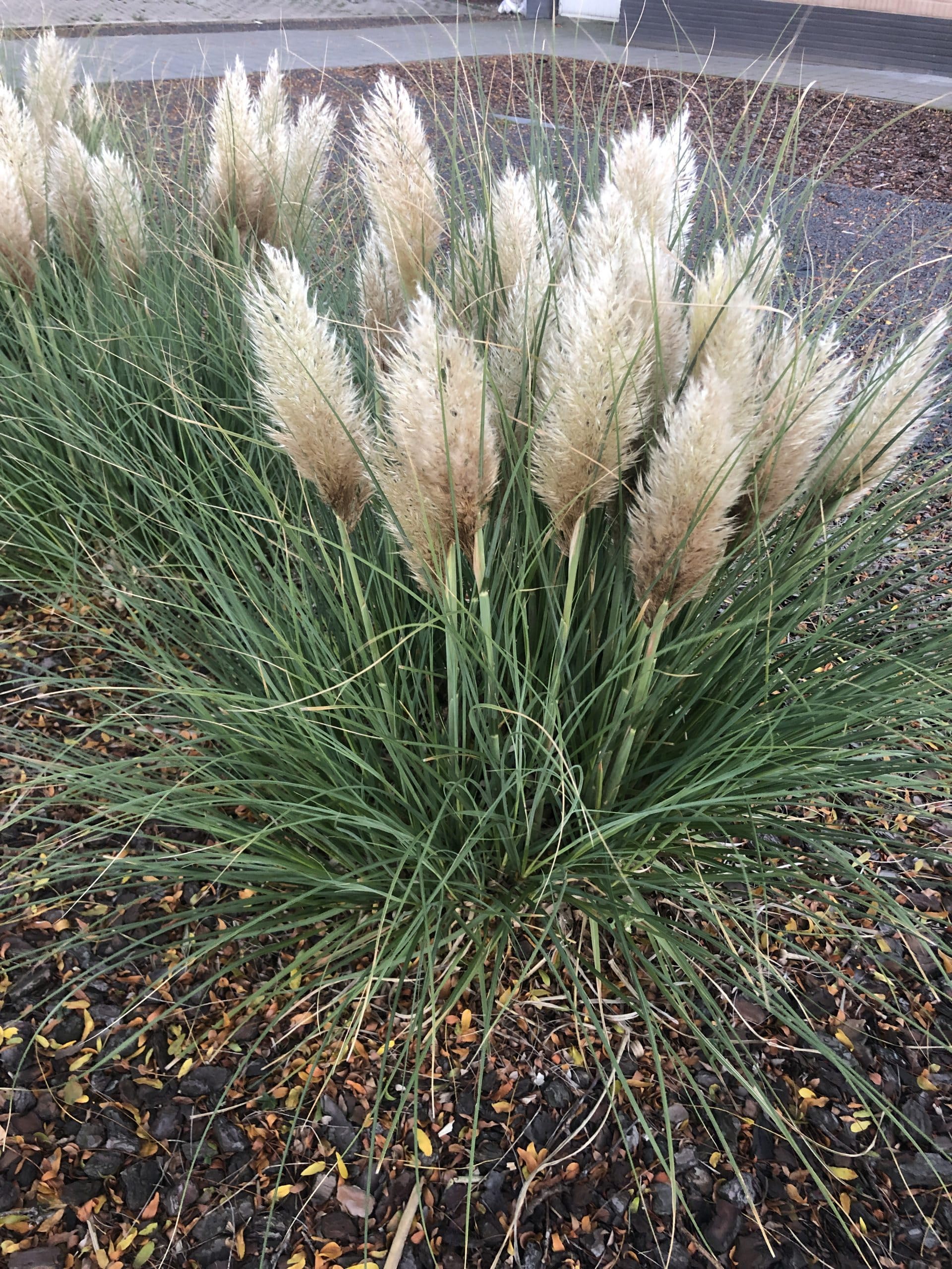 6 x Cortaderia Selloana ‘Tiny Pampa’- della Pampa - vaso 9x9 cm