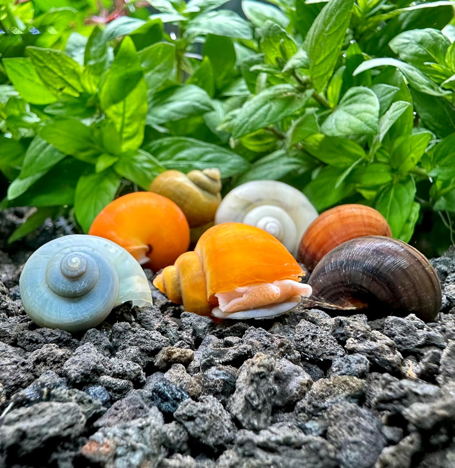 Amazon.com : AquaticMotiv® 3-Pack Mystery Snails (Pomacea Bridgesii ...