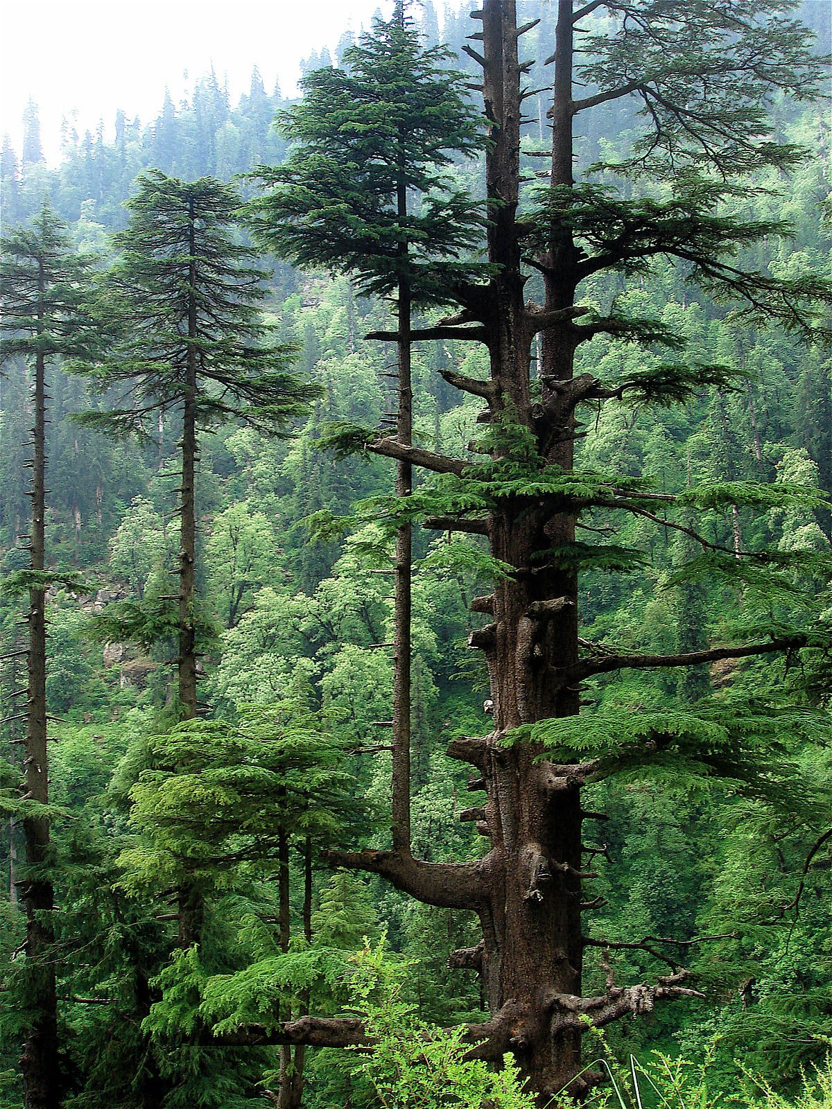 SEMILLAS ECOLÓGICAS DE CEDRO DEL HIMALAYA PROCEDENTES DE ÁRBOLES CENTENARIOS Y MILENARIOS