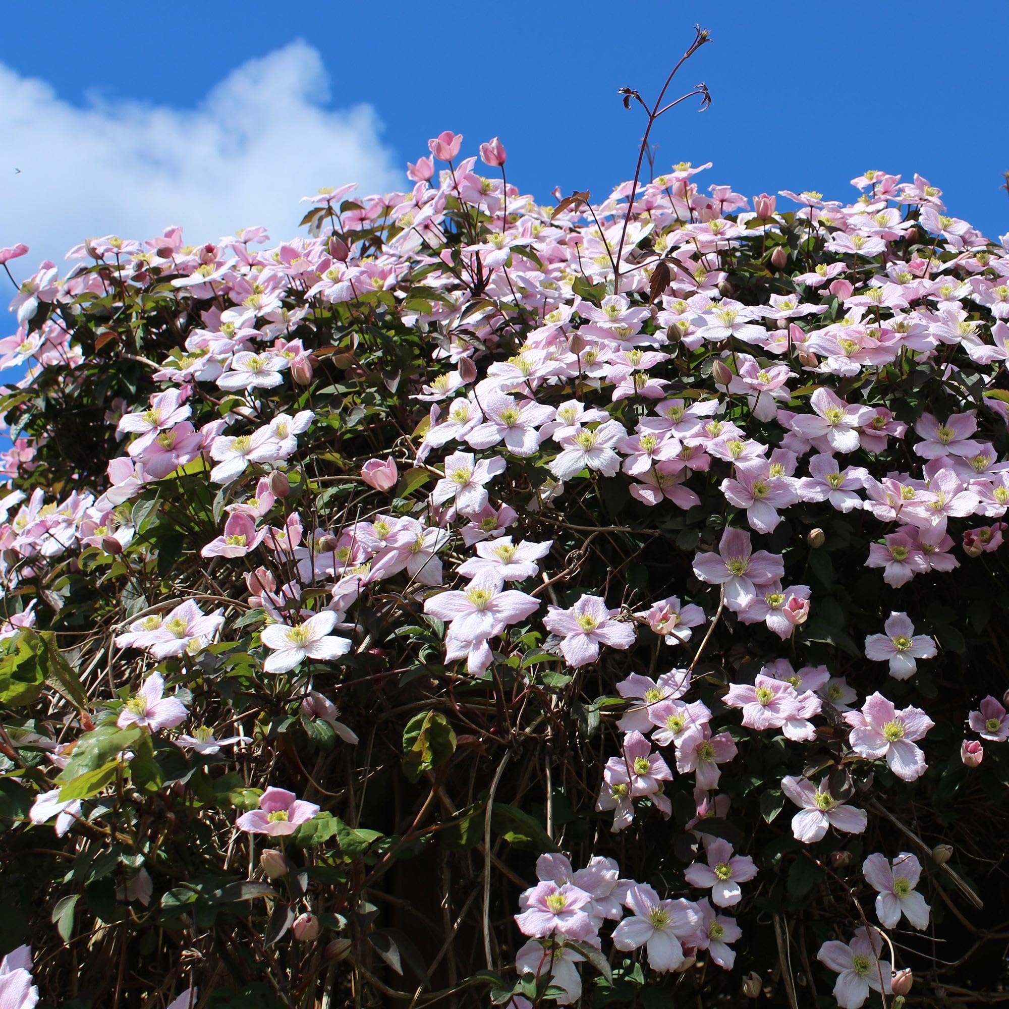 Kletterpflanze Clematis montana Rubens Frühblühend Pflanze 2 Pflanzen 11 cm