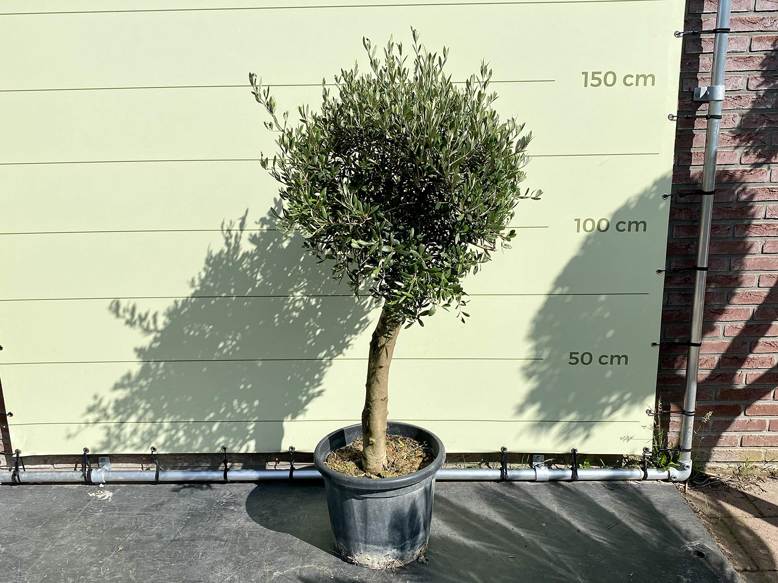 Tropictrees - OLEA EUROPEA - OLIVENBAUM KUGEL MIT GLATTER STAMM, STAMMUNFANG 20-30 CM
