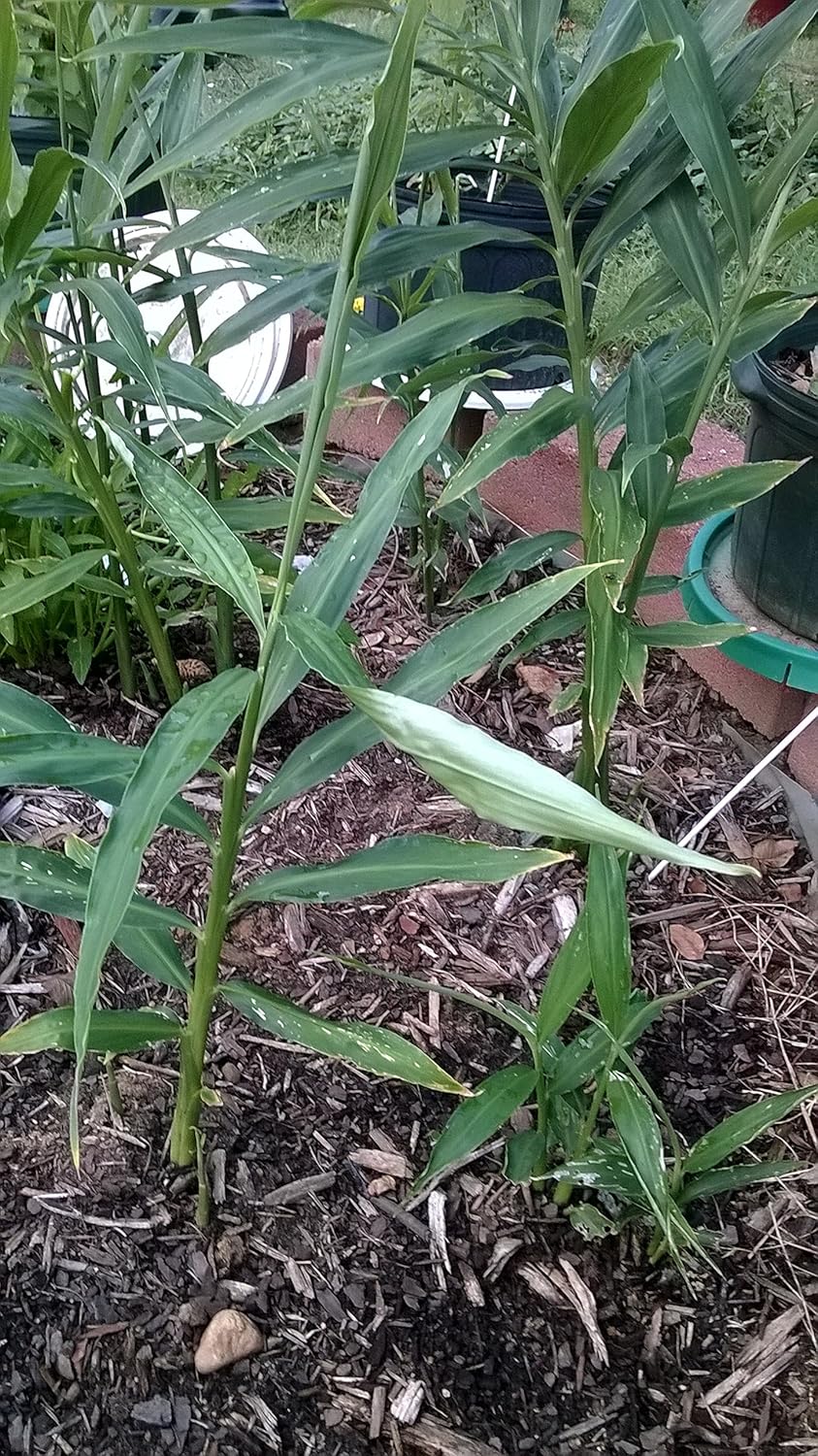 Live Ginger Plants with Roots, Baby Plants (Total 12 Plants)