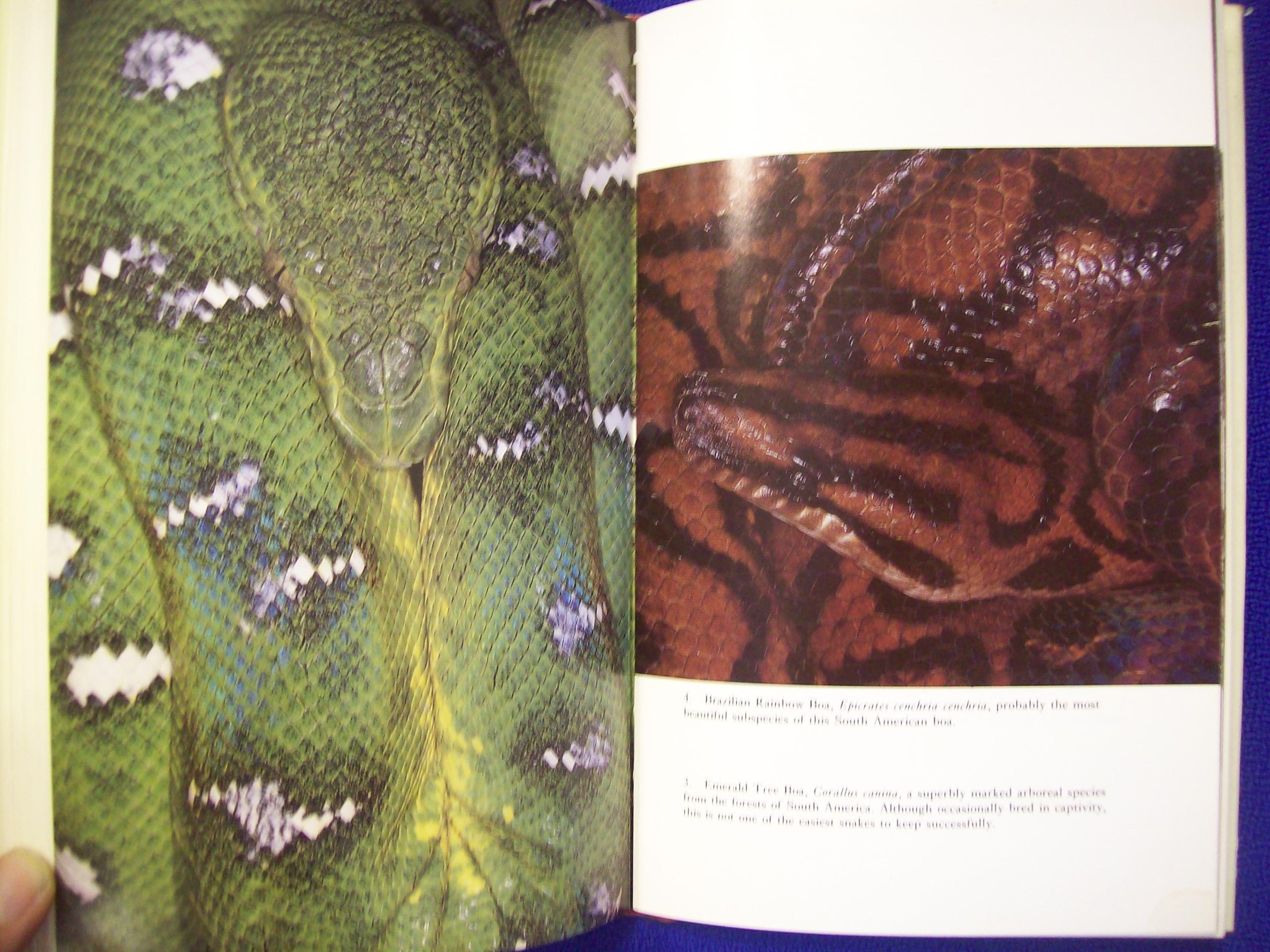 Keeping and Breeding Snakes