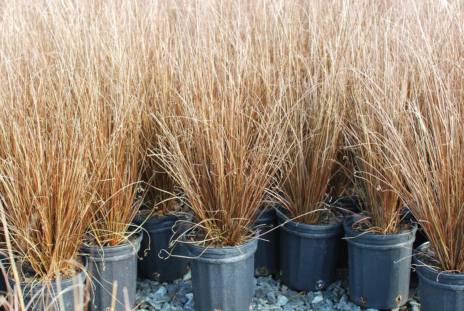 Perennial Farm Marketplace Carex buchananii 'Red Rooster' (ColorGrass Leather Leaf Sedge) Perennial, Size-#1, Green
