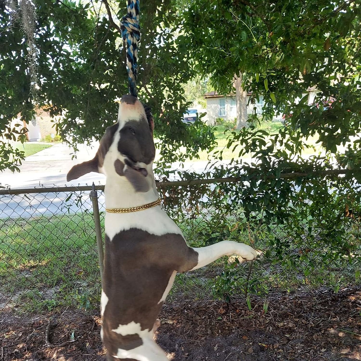 Spring Pole Dog Toy, 360 Degree Rotating Interactive Toy, Stainless Steel Cotton Rope, 16.4ft Blue Rope, for Indoor Outdoor Medium Large Small Dogs