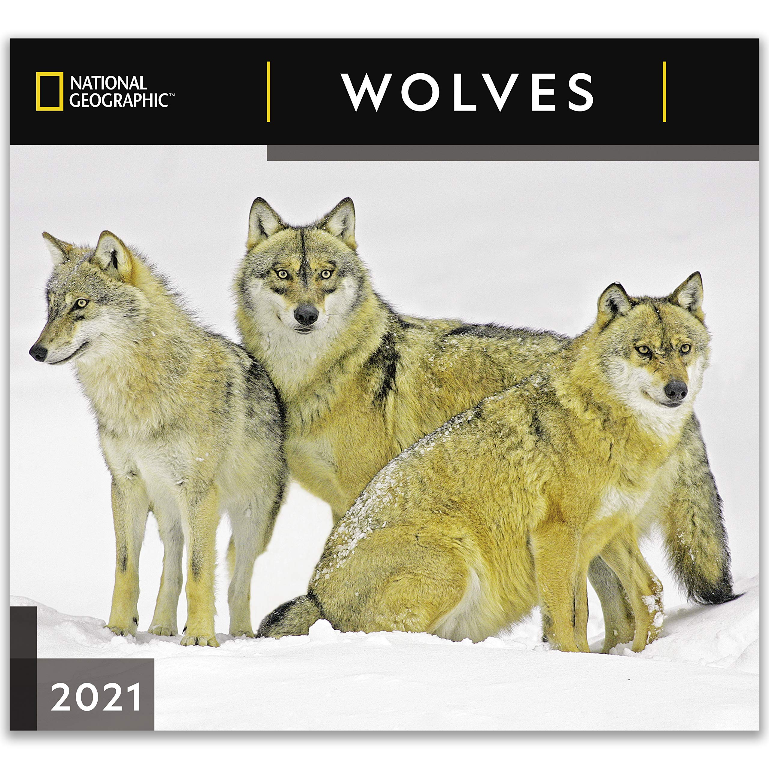 National Geographic Wolves 2021 Wall Calendar