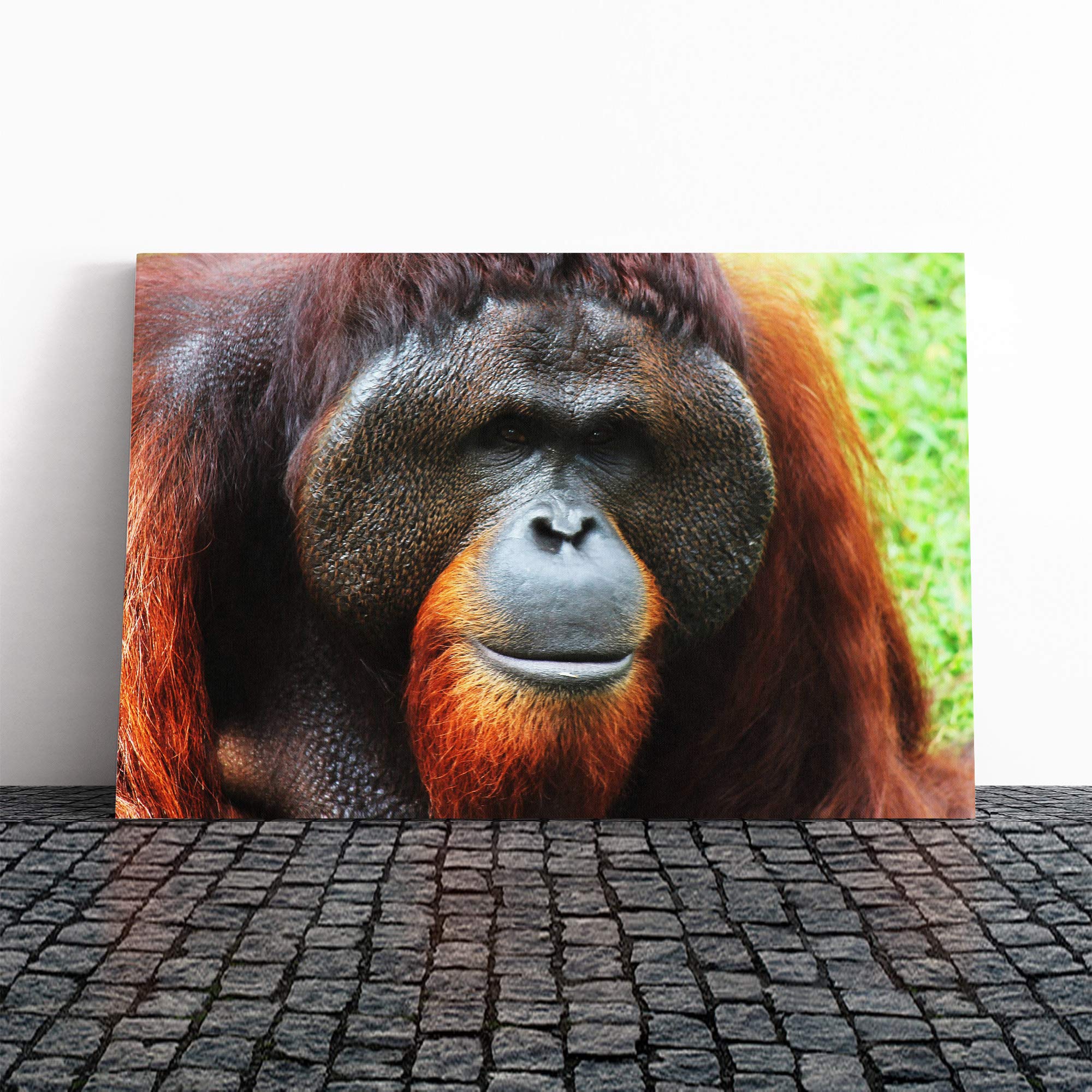 Orangutan Monkey Canvas Print | Gallery Wrapped 30mm Frame Wall Art | 20x14 inches | Ready to Hang | Modern Animals Picture | Living Room Bedroom Lounge Office