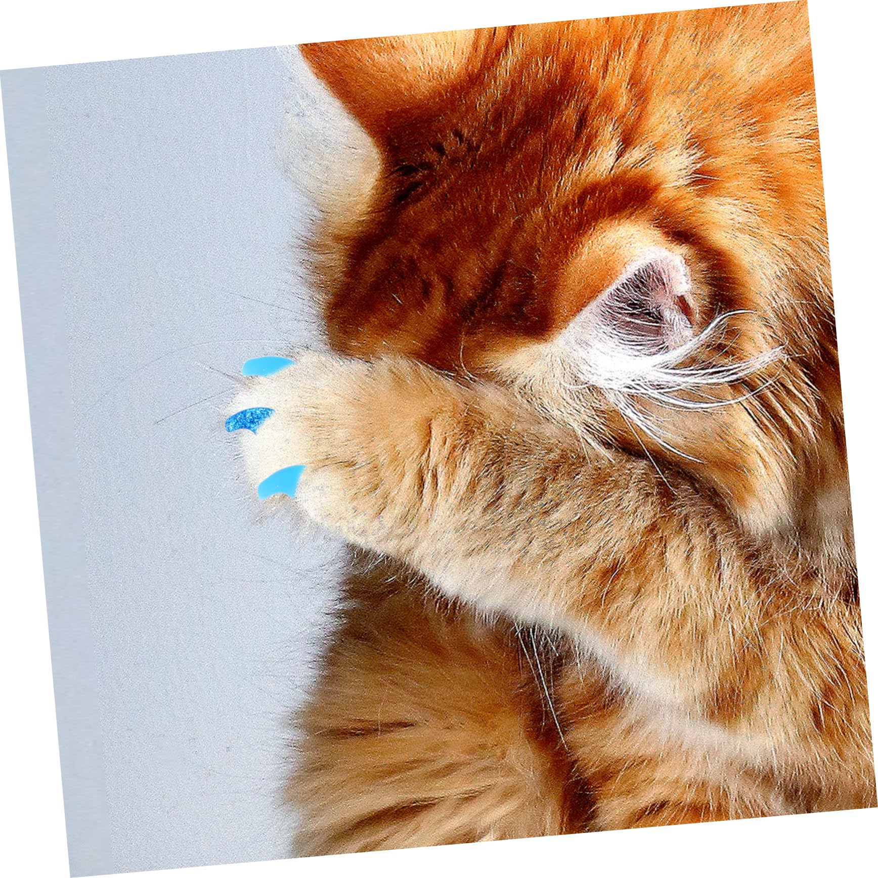 YARNOW 320 Pcs Ensemble D'Ongles pour Animaux De Compagnie Couvre-Griffes De Chat Bouts D'Ongles De Chat Capuchons D'Ongles De Chat Pattes De Chat Protecteurs De Griffes De Chat Pattes