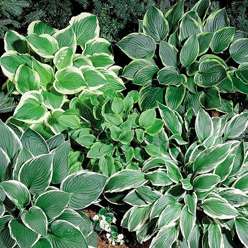 Outsidepride Hosta American Seeds - 50 unidades. Perenne, fácil de cultivar y de bajo mantenimiento, semillas de flores para plantar follaje mixto
