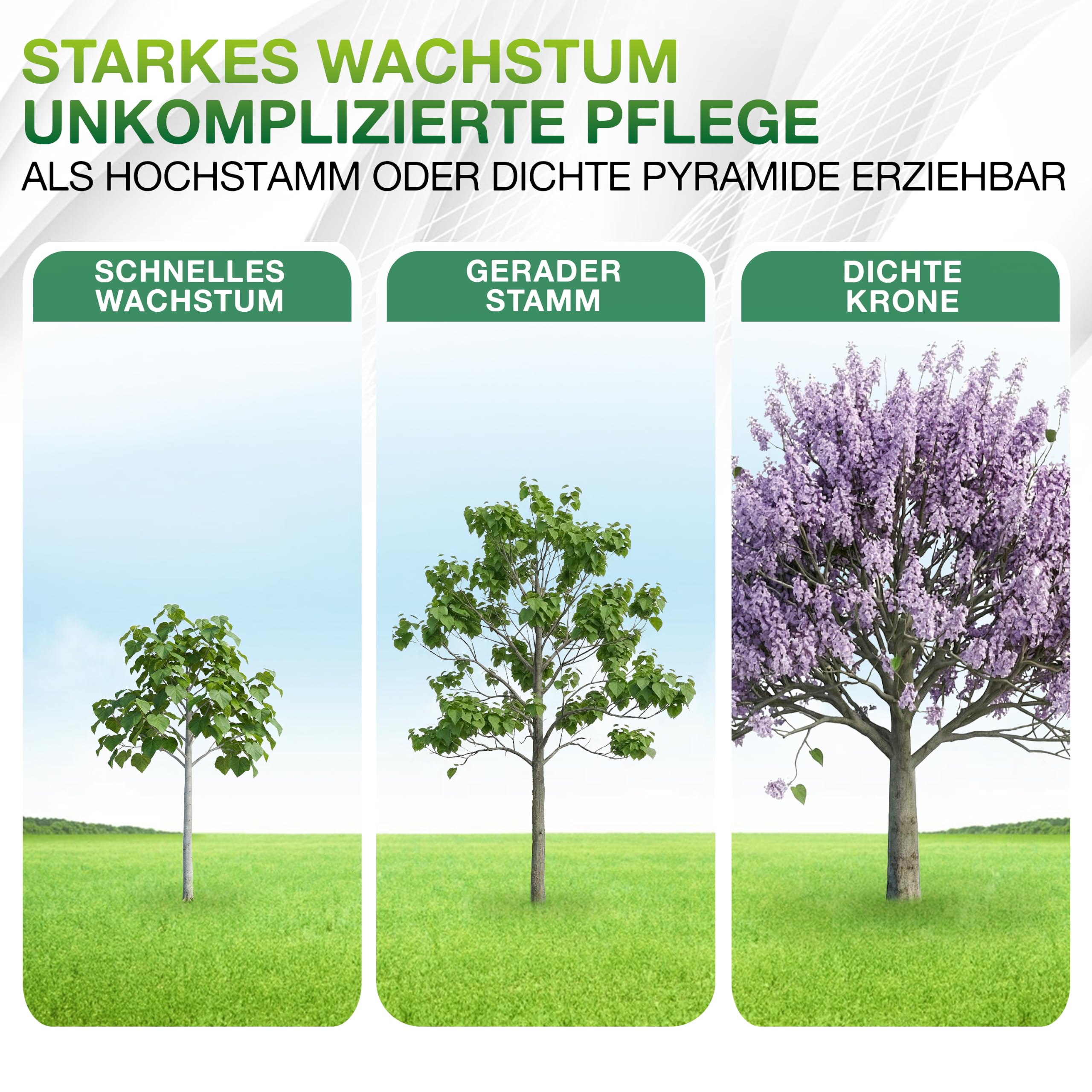 Blauglockenbaum Paulownia Nordmax 21® P. tomentosa x P. fortunei schnellwachsend - auch bekannt als Kiri-Baum, Kaiserbaum mit blauvioletten & glockenförmigen Blüten als CO2 Baum (1x 15 cm-Topf)
