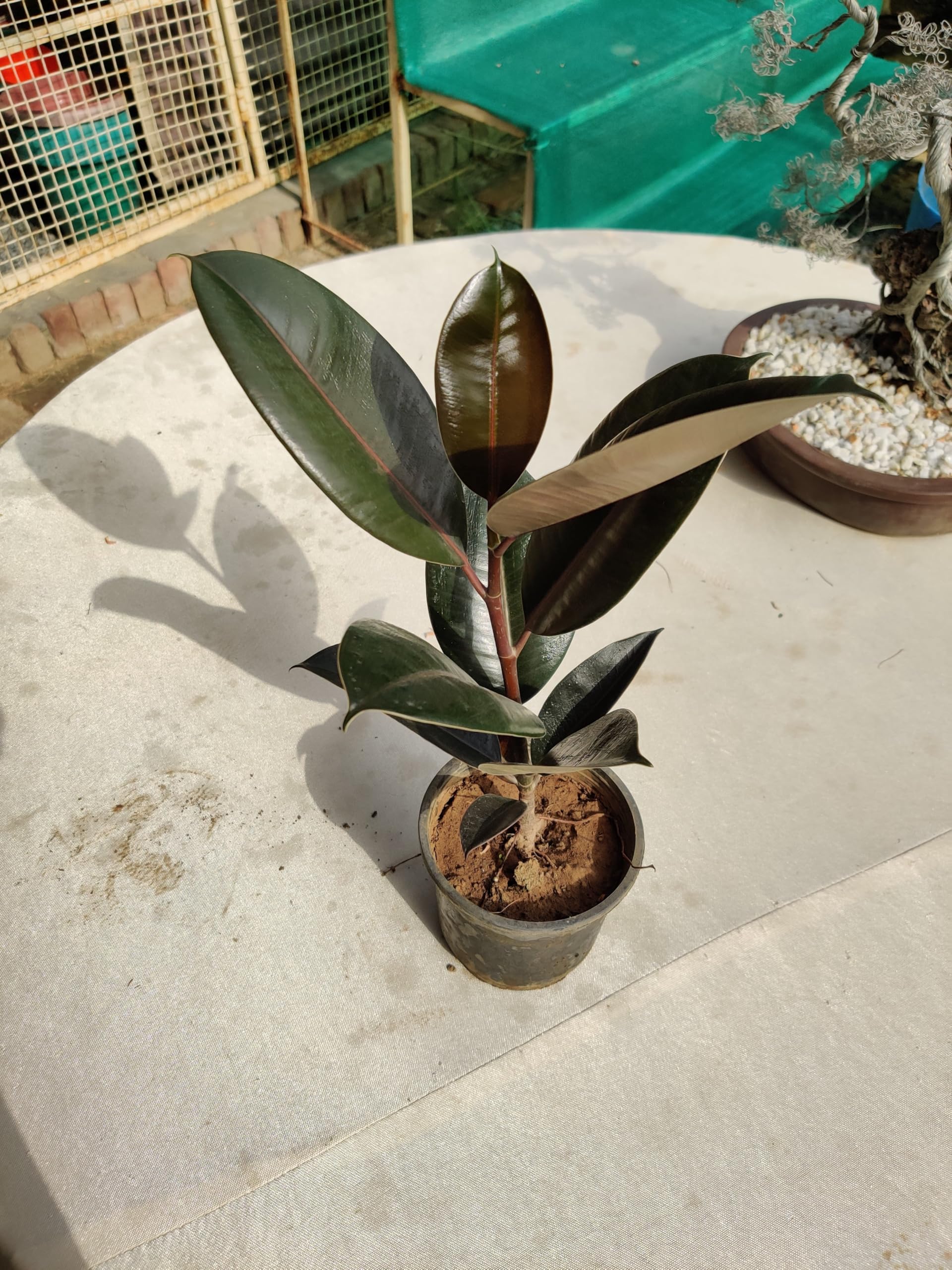Rubber Plant (Ficus Elastica) Live | Natural Indoor Air Purifier Plant | Low Maintenance Decorative Houseplant for Home & Office Set Of 1-image-46