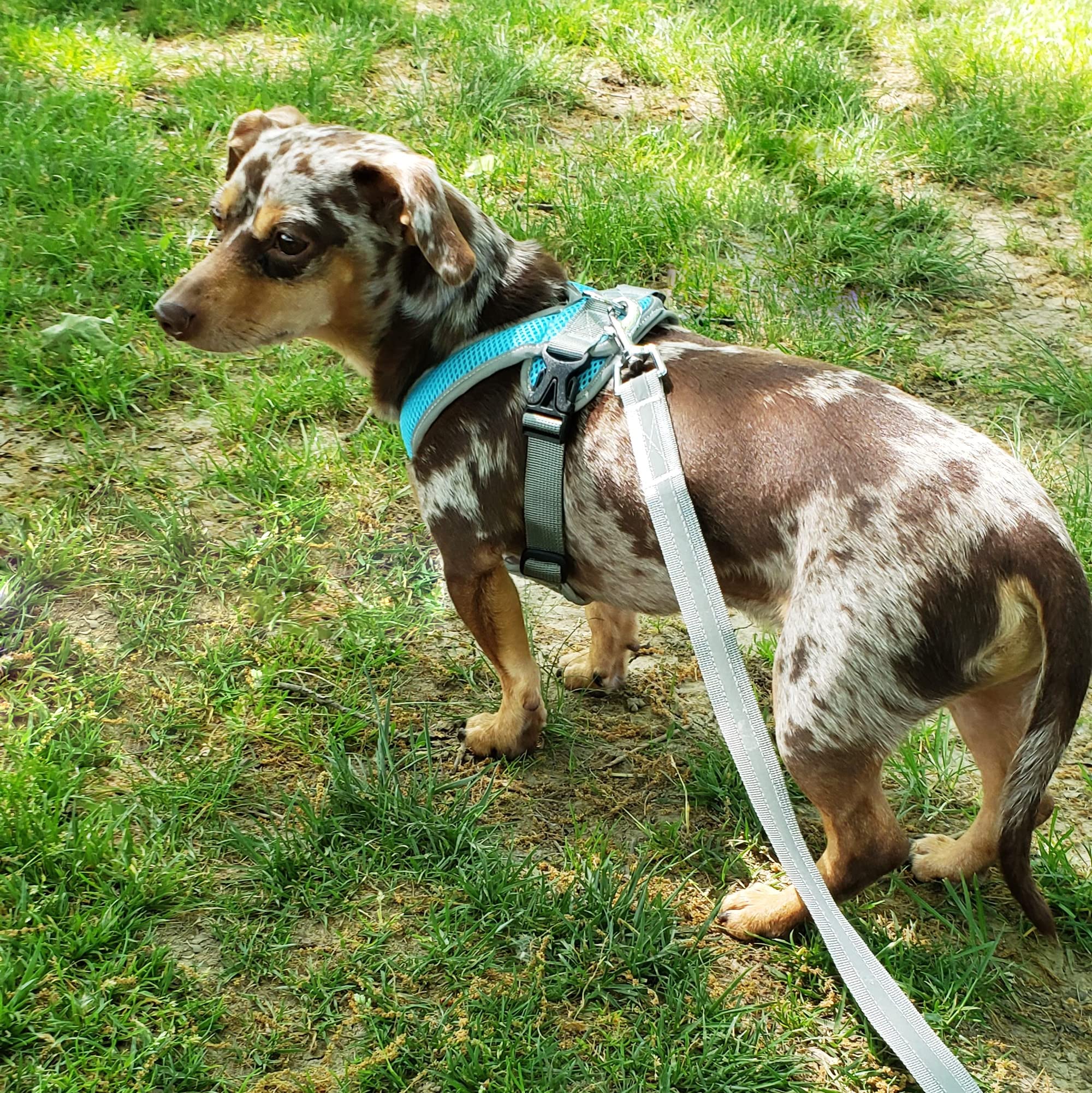 Precision Snap N Go - Arnés deportivo de malla resistente para perro, 7-70 libras, chaleco fácil de poner, chaleco ajustable XS a XL, chaleco suave para caminar, extra grande, turquesa