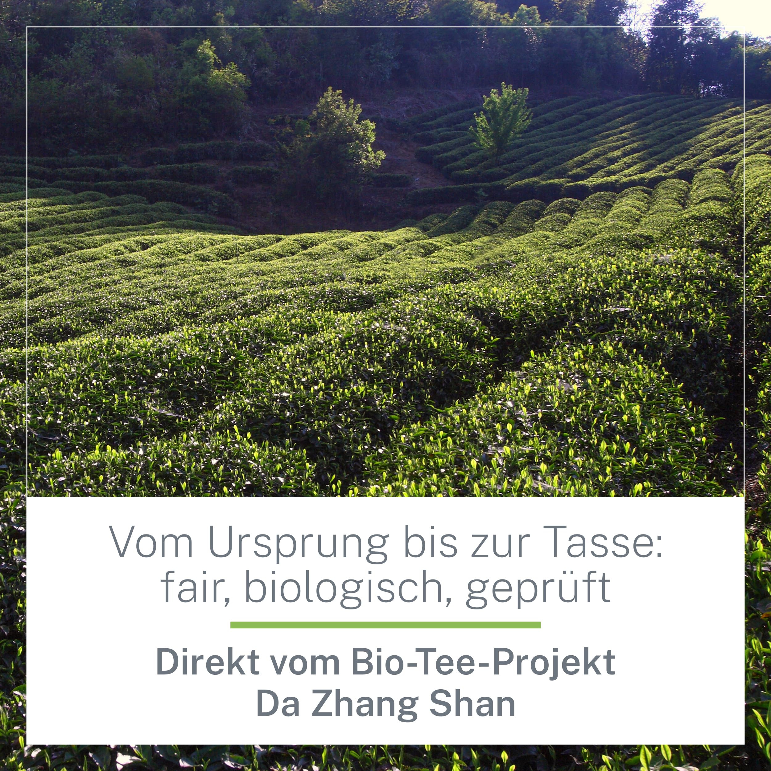China Sencha Bio-Tee 1kg Loser Tee – Hochwertiger Grüntee lose in Bio-Qualität aus China – Grasig-Frisches Aroma – - Kaffee-Ersatz – MyCupOfTea (Packung mit 2)