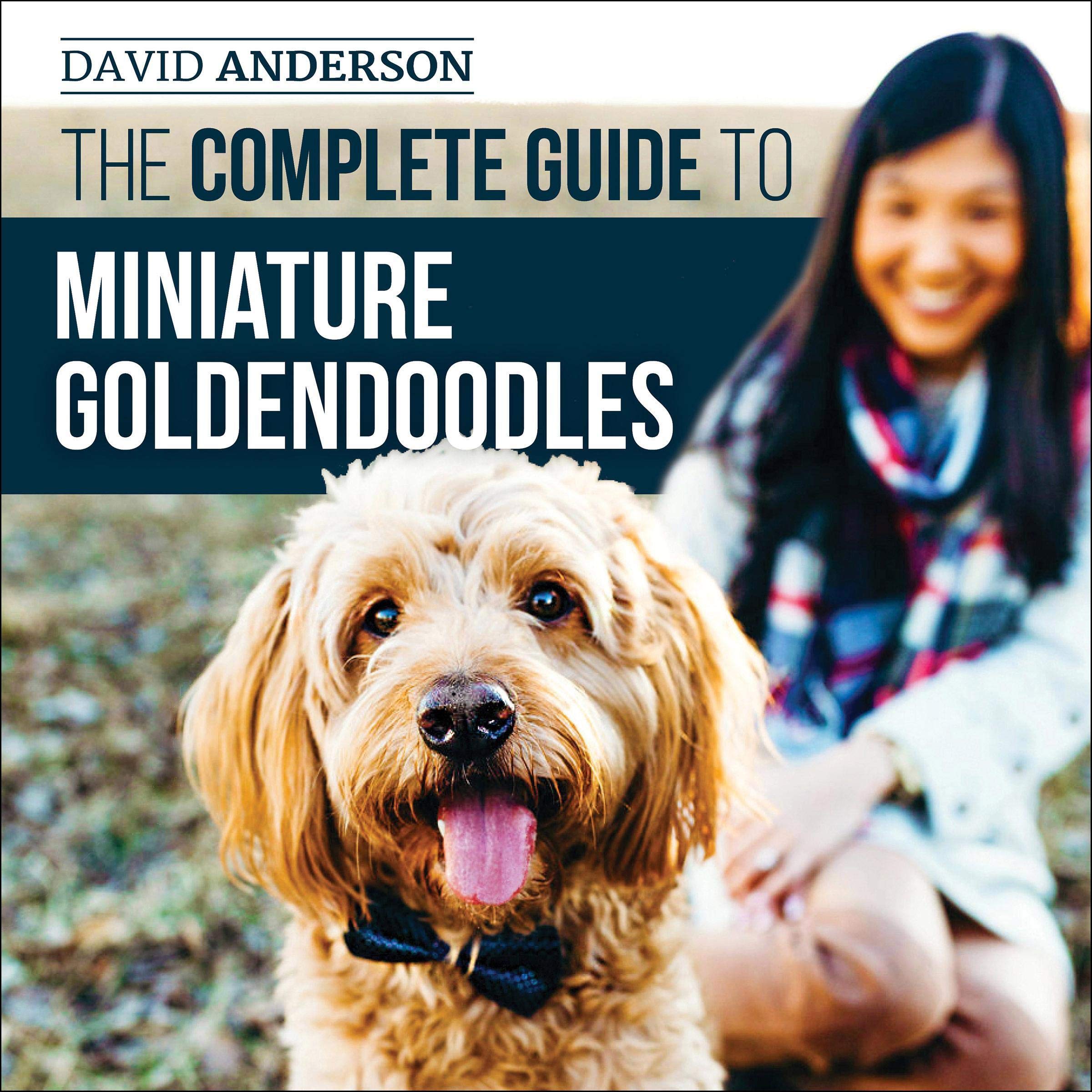 The Complete Guide to Miniature Goldendoodles