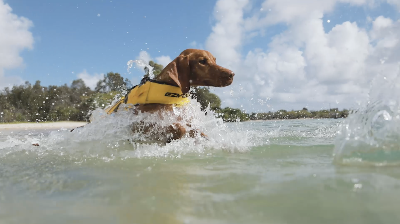 Ezydog Small Dog Life Jackets Veste De Flottaison Ezydog DFD Dog