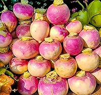 200 Non-GMO Heirloom Purple Top White Globe Turnip Seeds - Easy Home Garden Planting Kit with Instructions by Axel's Garden