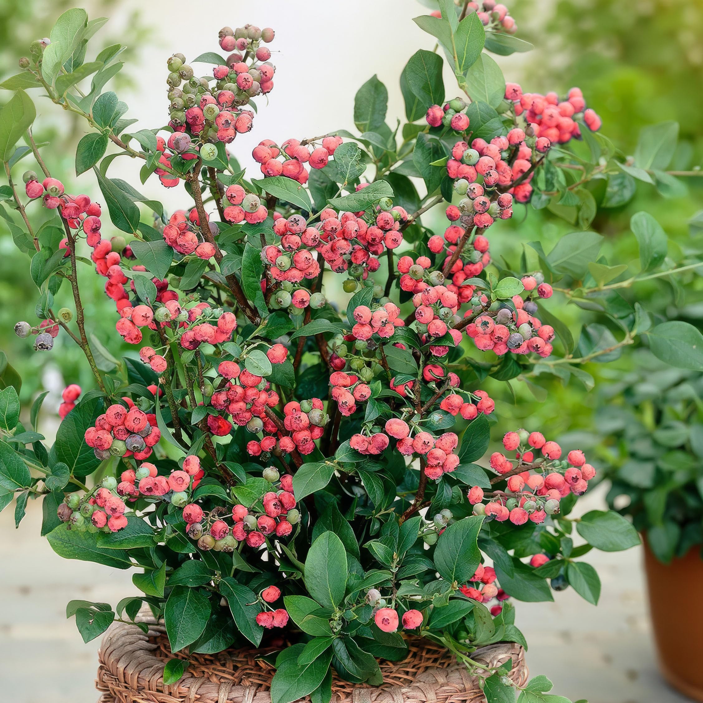 Plant Theory Blueberry Pink Lemonade Pinkberry Outdoor Fruit Bush Vaccinium 2L Pot