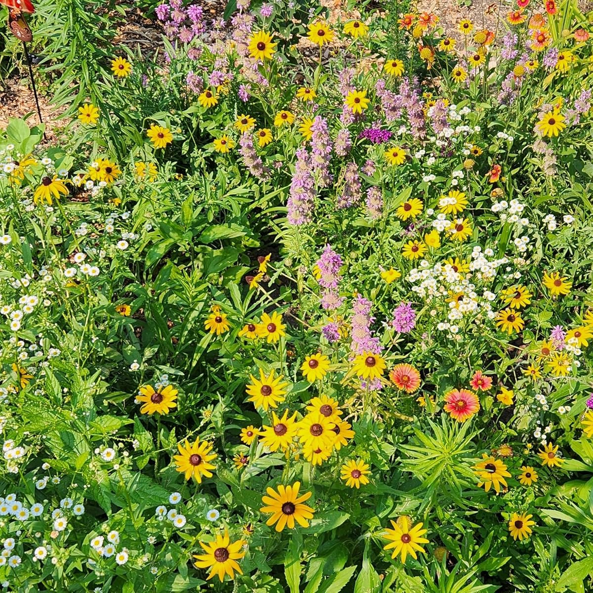 Pollinator Beebombs view 2