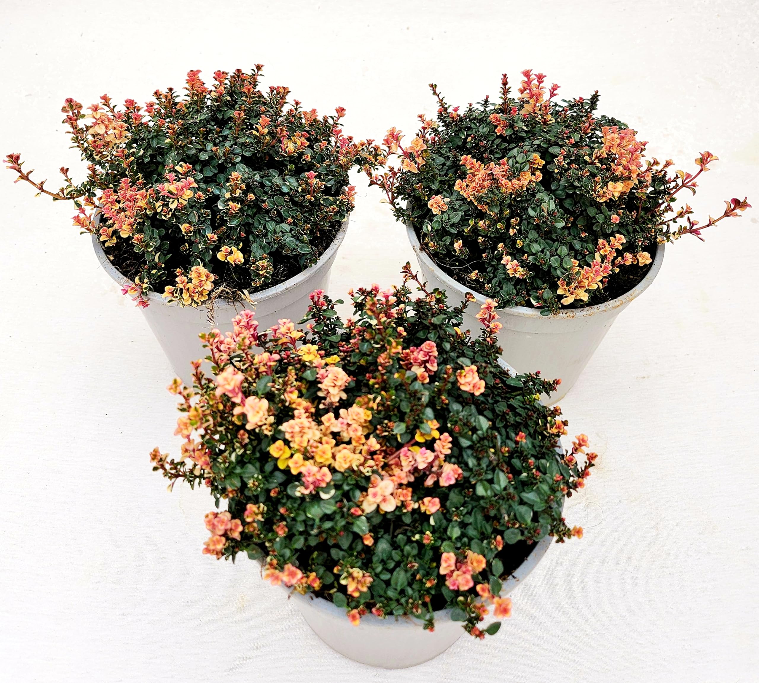 POWERS TO FLOWERS - TIMO SERPILLO PINK CHINTZ, VASO 14 CM DIAMETRO, 3 PIANTE, piante vere