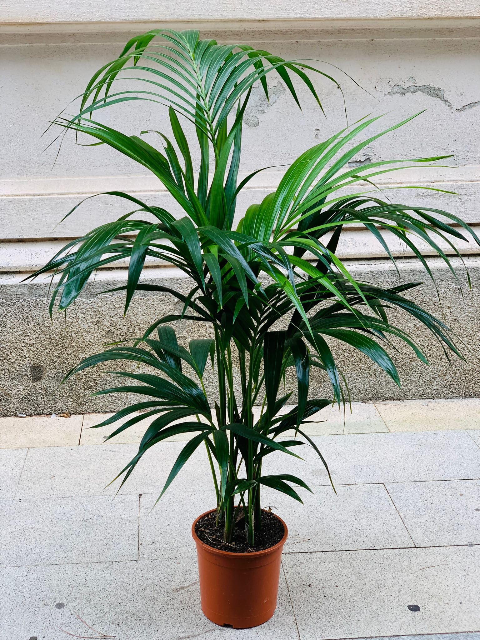 Kentia, Palma Tropicale, Howea Forsteriana, VasoØ19, H120, Pianta Vera, Vaso composto da 3-4 Piante