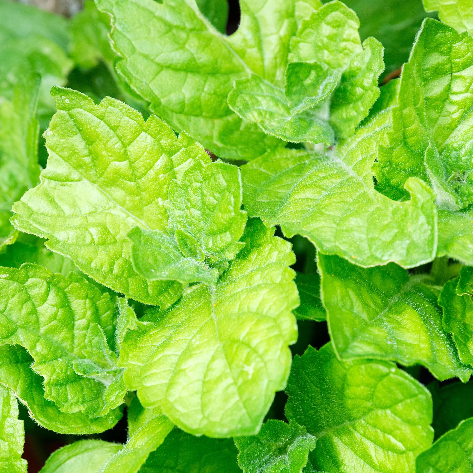 Mint Grapefruit Herb Plant - Grow Your Own Fresh Herbs - Mentha x Piperita F. Citrata - Kitchen Garden Deciduous Cooking Culinary Plants in Pots (8cm Pot, 5-15cm)