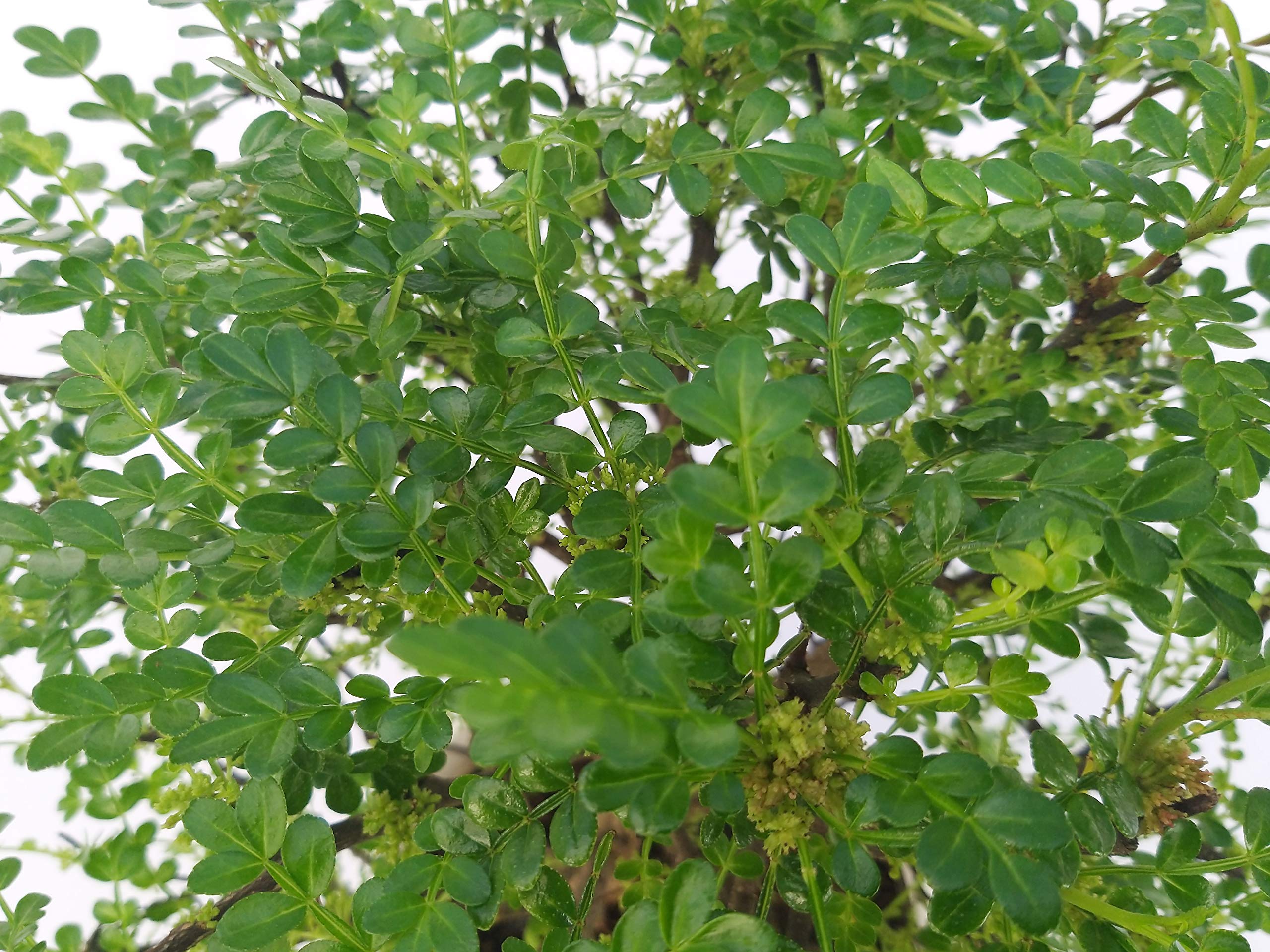 POWERS TO FLOWERS - PIANTA DEL PEPE, ZANTHOXYLUM PIPERITUM, pianta vera