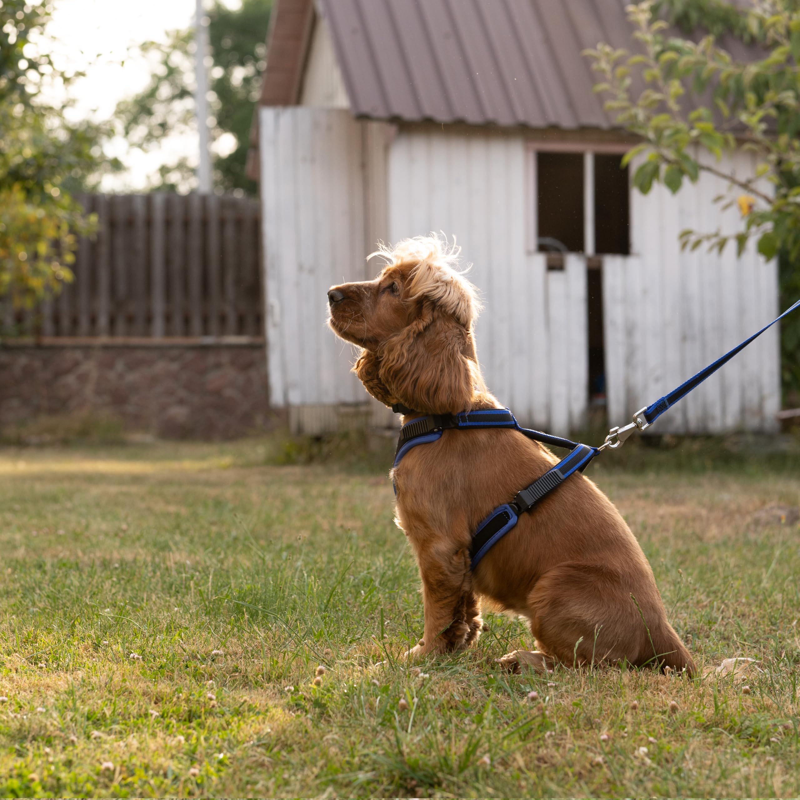 Ferplast Arnés para Perros medianos ERGOCOMFORT, Ajustable, cómodo, Acolchado, de fácil colocación y extracción, Talla M, máximo 30 kg. Azul.