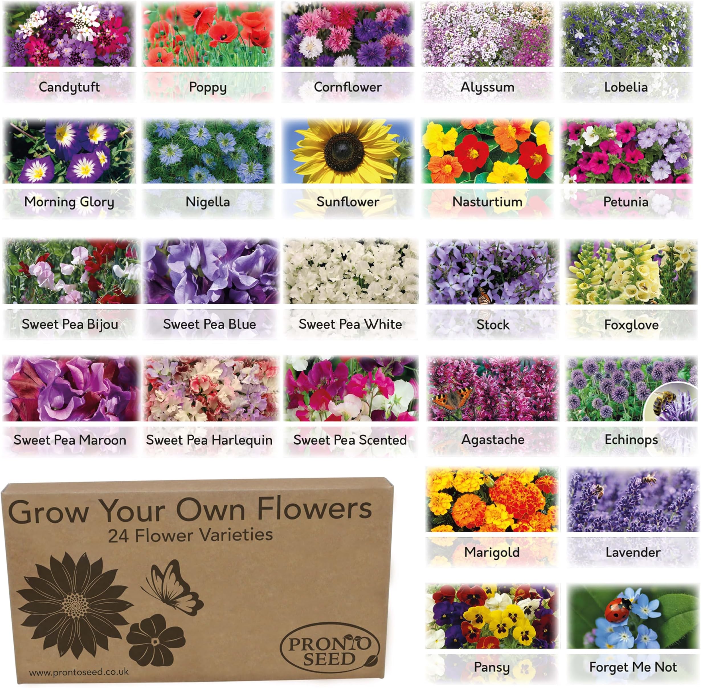 Pronto Seed Bumper Pack Grow Your Own Kit - 24 Varieties of Flowers - Over 3100 Seeds to Attract Butterflies & Bees - Gardening Gift for Women and Men (Flower Pack)