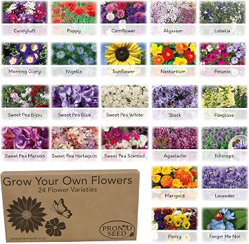 Pronto Seed Bumper Flower Grow Your Own Kit - 24 Varieties