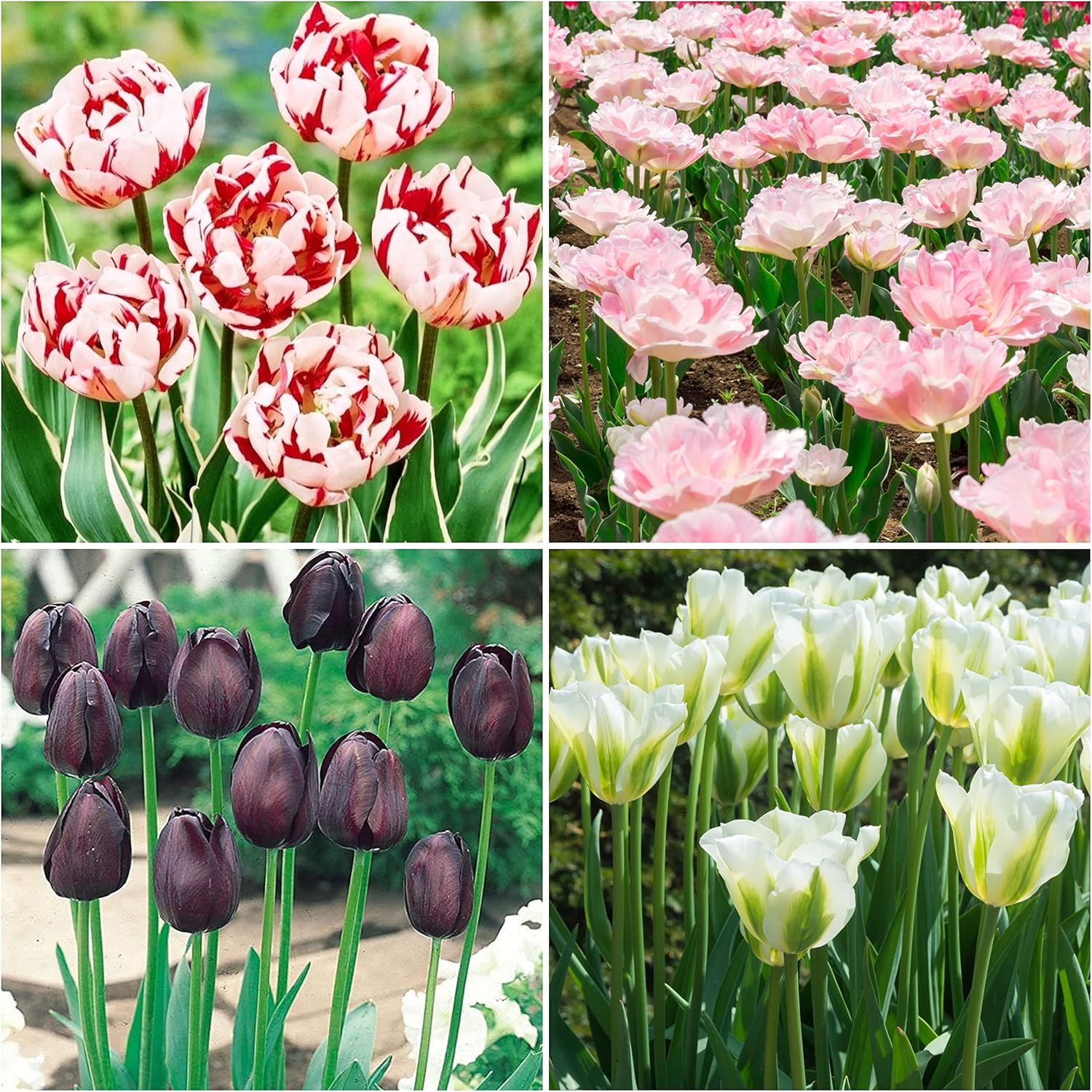 12 x Tulip Bulbs Classic Tulip Collection Tulips Bulbs for Planting