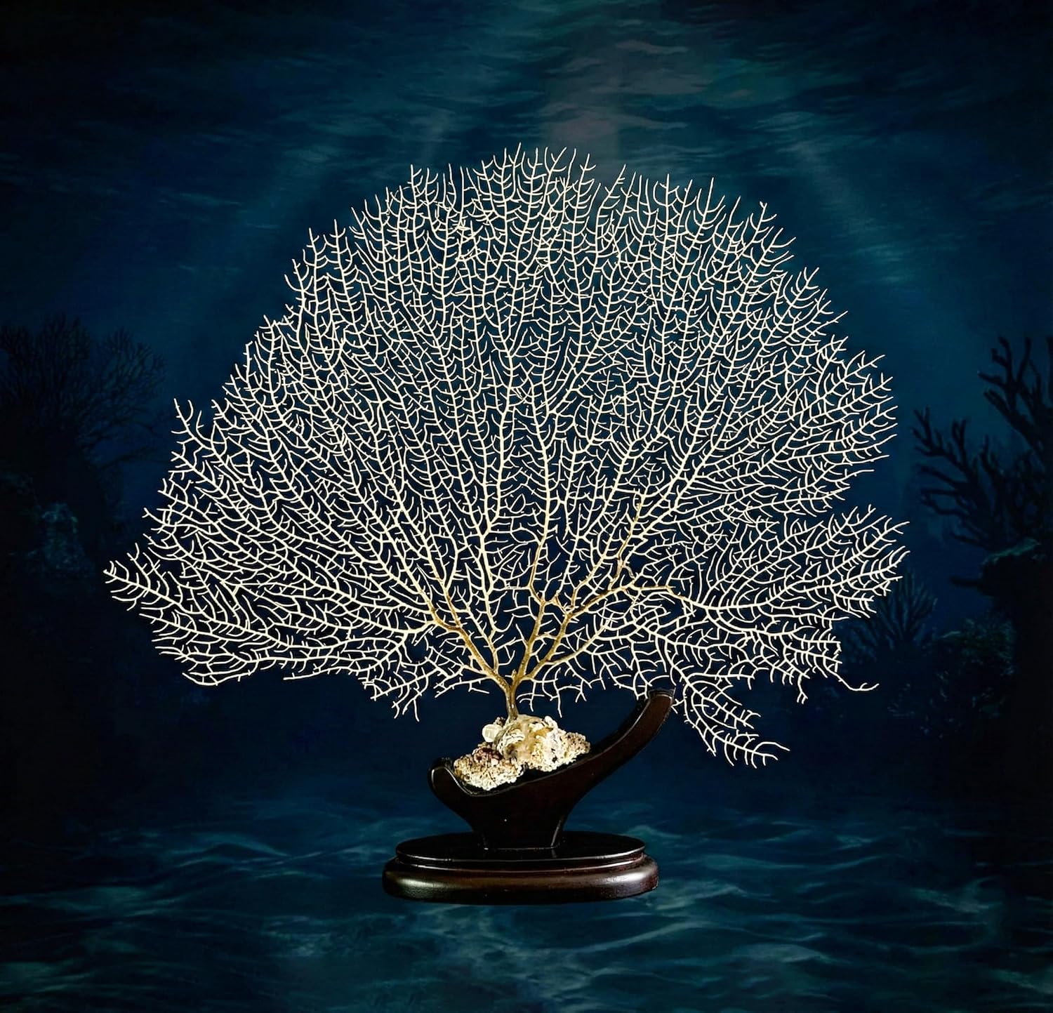 White Natural Real Dried Ocean Sea Fan Coral Pieces 7–20 Inch – Coastal Home Decor, Beach House Decoration, Coastal Wall Art & Beach Wedding Supplies (14-16 Inch)