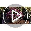 Der Rose 12 Bundles Artificial Flowers for Outdoors, UV Resistant Faux Outdoor Plants Purple Fake Outdoor Flowers for Porch Patio Garden Yard Exterieur Decor image 4