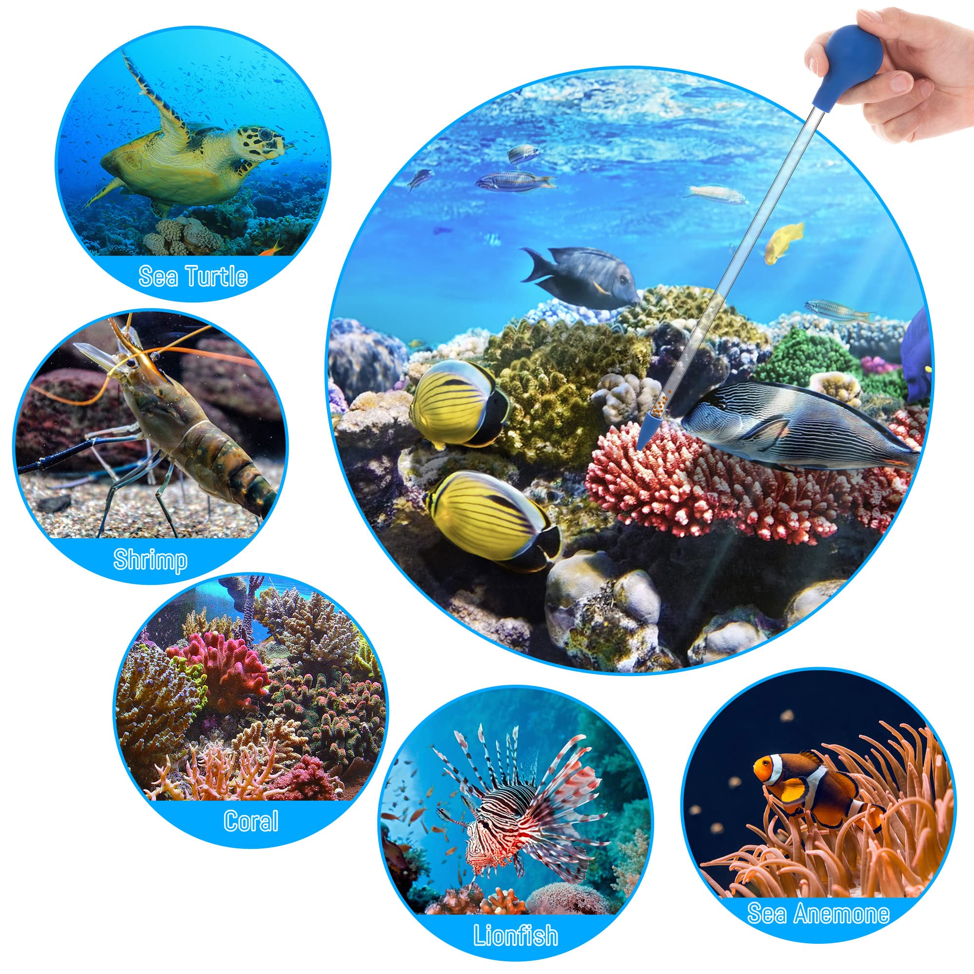 Mangiatoia per Coralli Lungo 30 cm Tubo di Alimentazione in Acrilico per Pesci Marini Pipetta Lunga per la Maggior Parte Degli Organismi d'Acquario 2 Pezzi (Blu)
