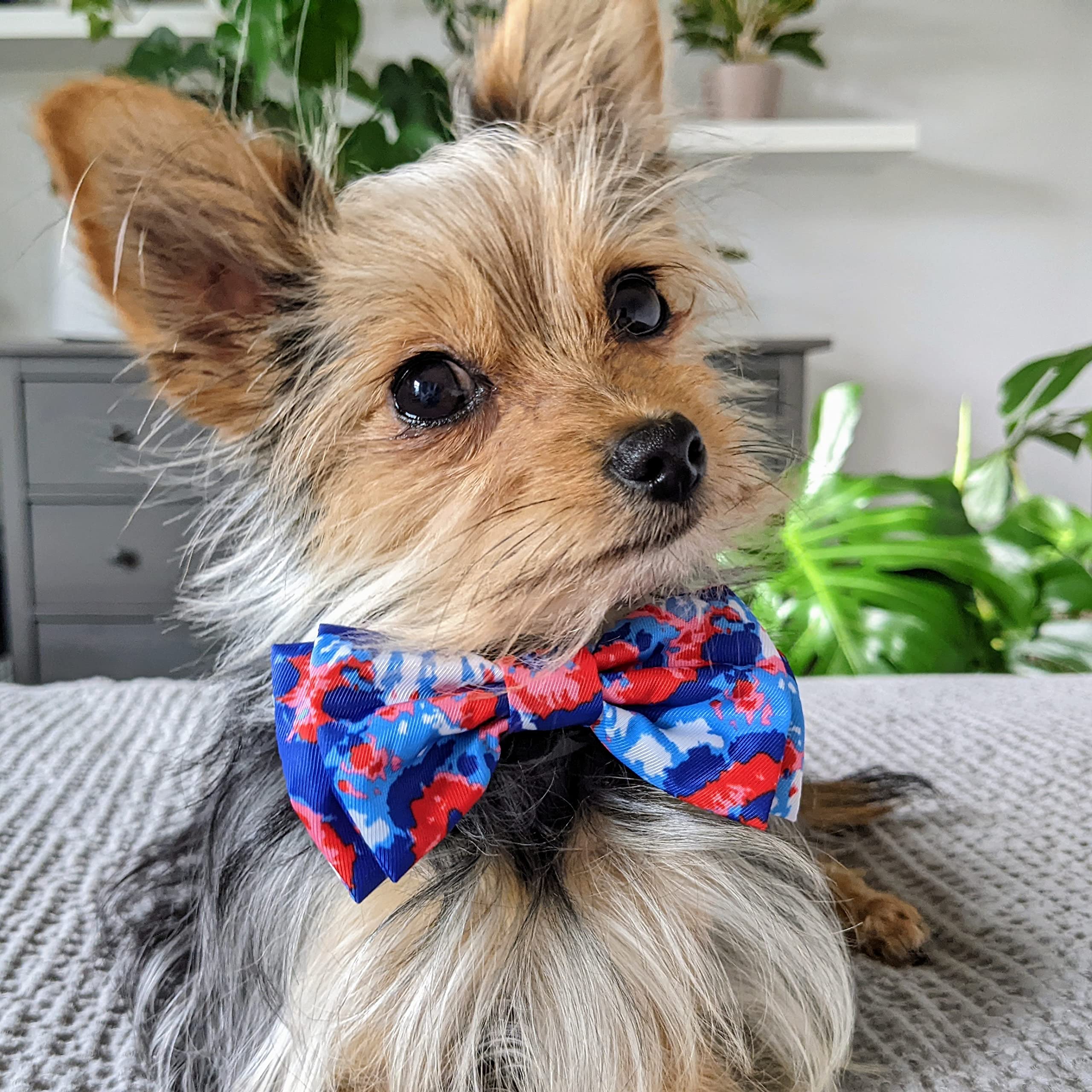 pride dog bow tie