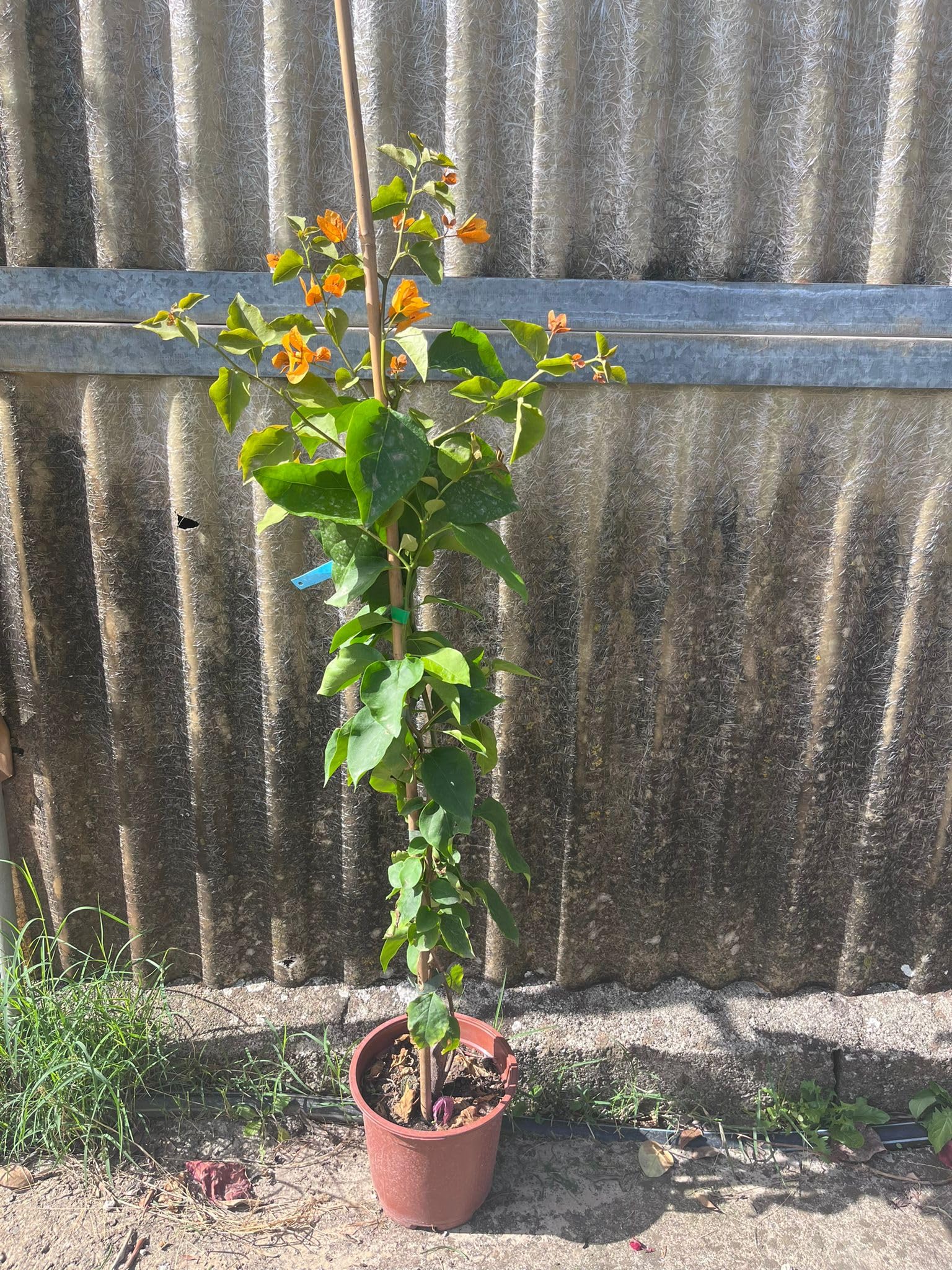 Piante di Bouganville, colori mix, piante in vaso 16cm, H80-120cm. Rampicanti fioriti (Arancione)