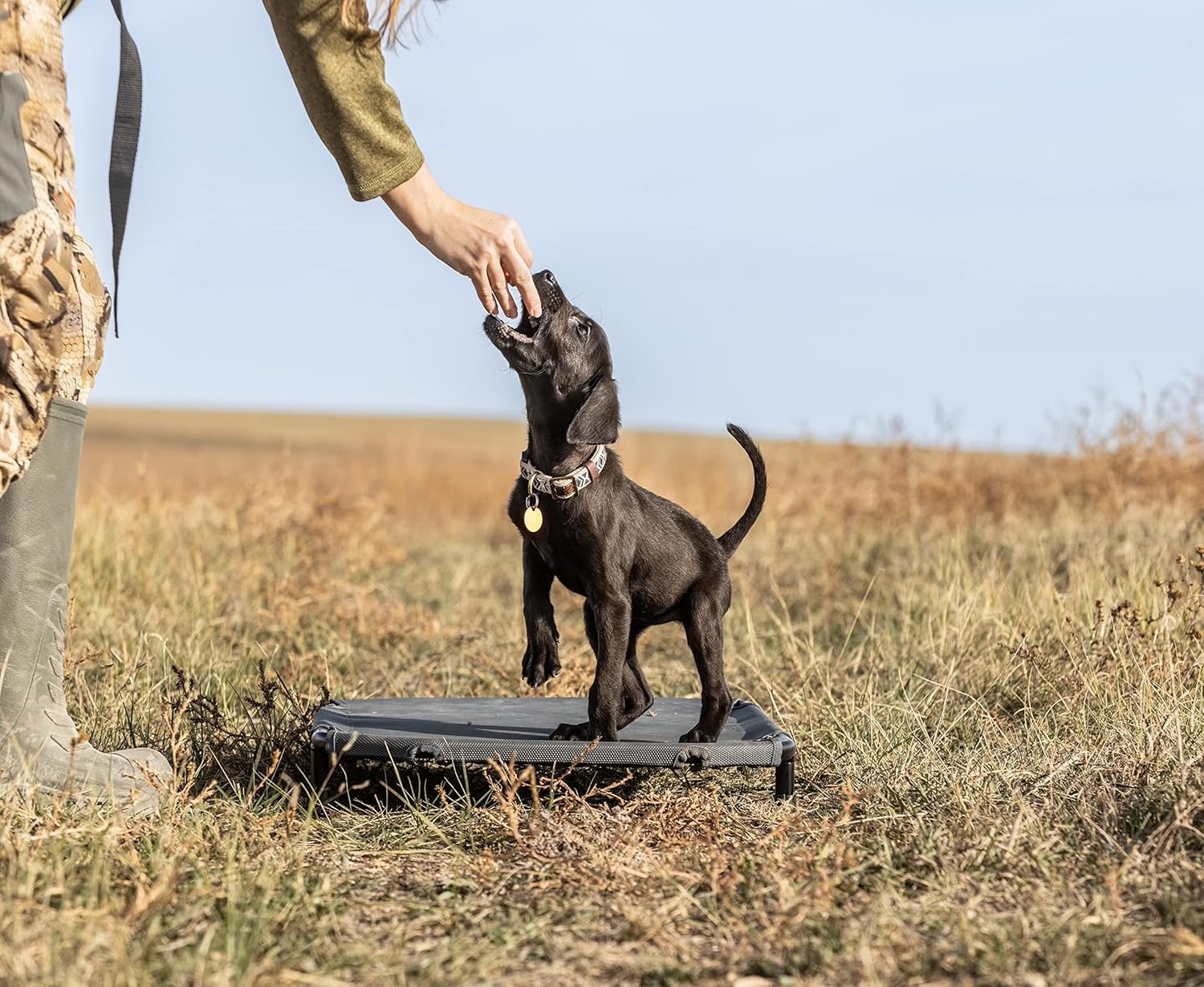 Lucky Kennel Cot - Intermediate
