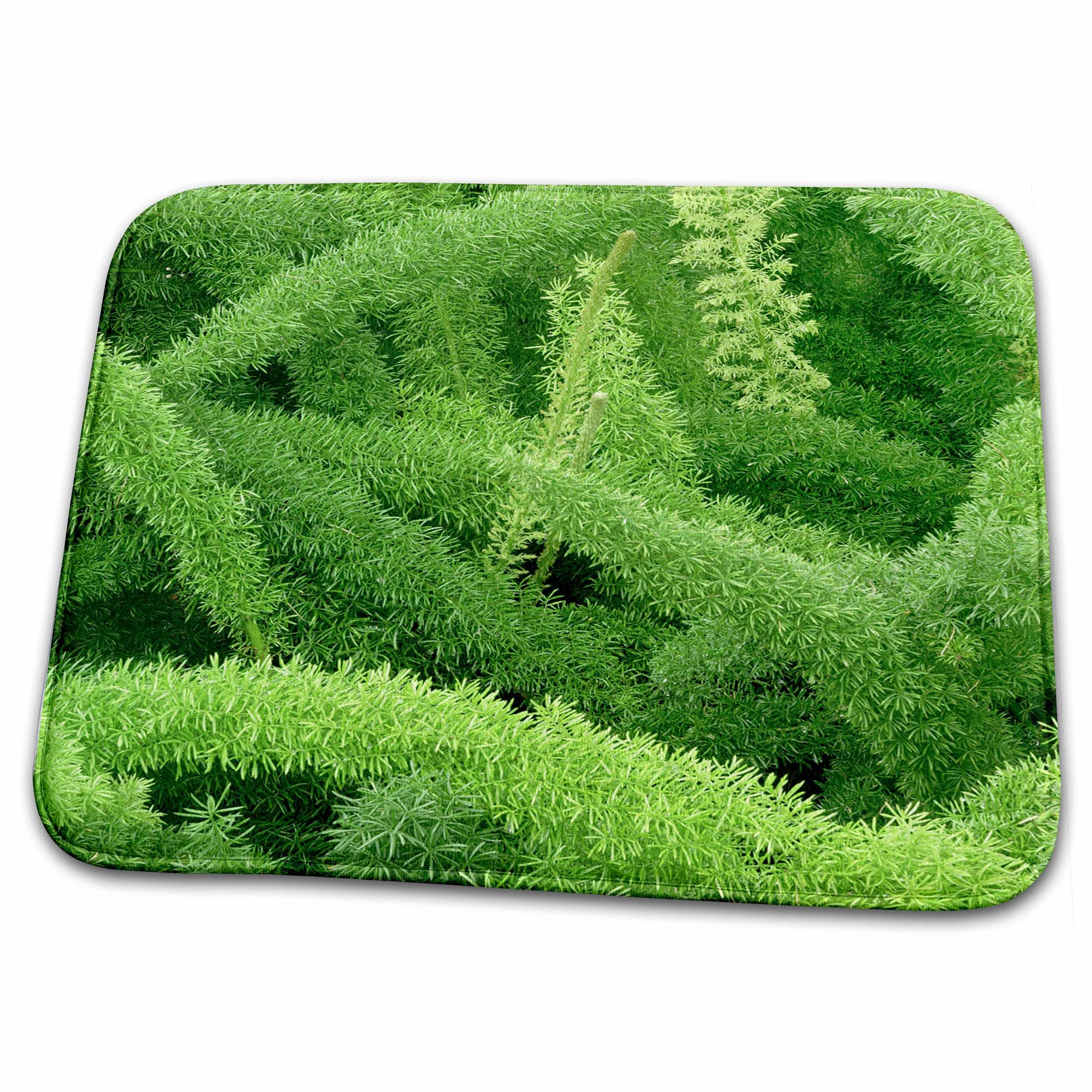 Dish Drying Mat - Foxtail Fern, Asparagus densiflorus myers - NA01 AJE0125 - Adam Jones Flora