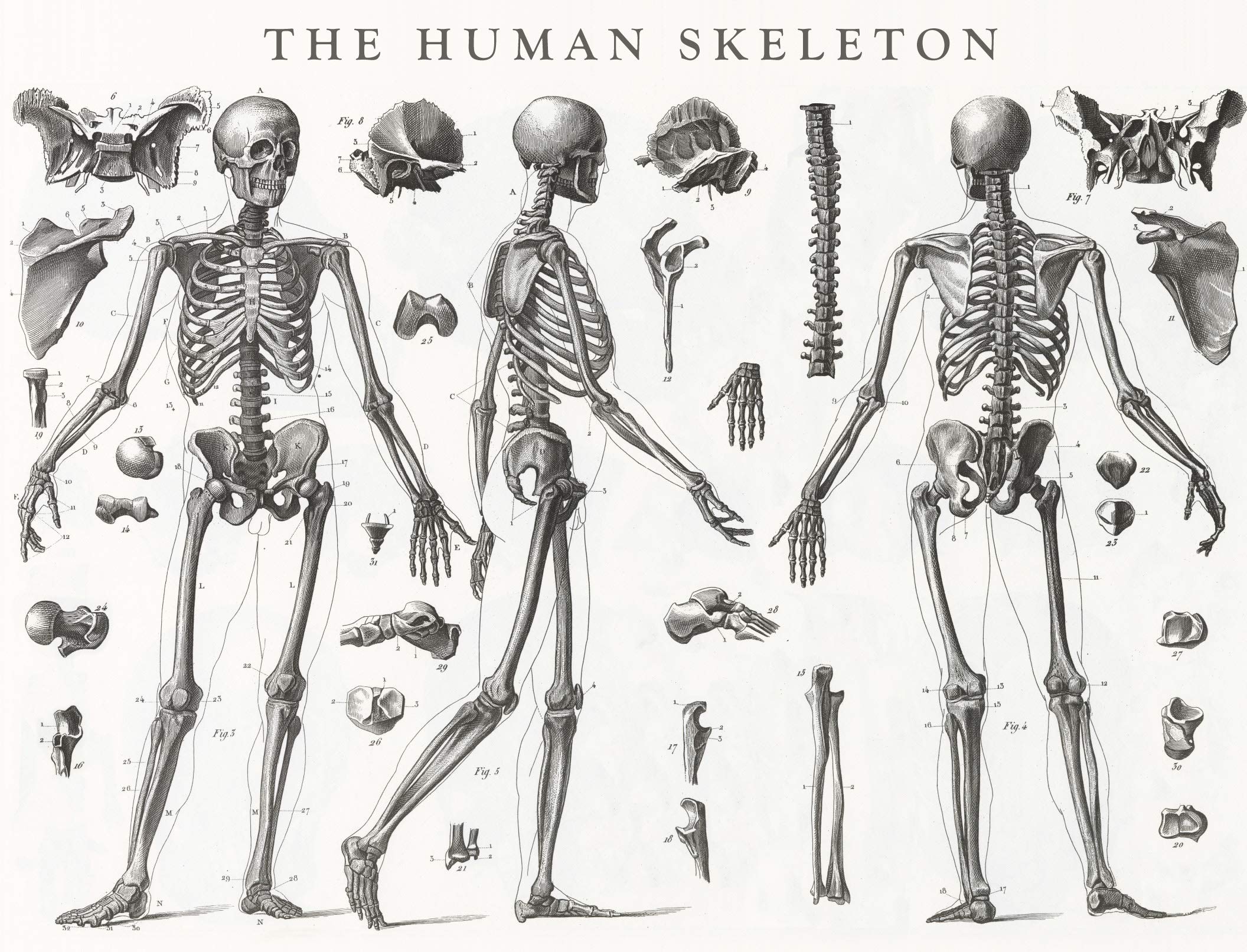 Robert Frederick RFS13286 24" Jigsaw