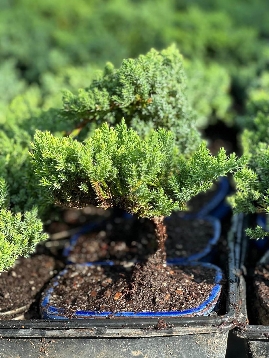 Live Dwarf Juniper Bonsai Tree | Potted in Plastic Pot | 3 Years Old | 100% Handcrafted | Outdoor Bonsai | Unique Gift for Birthday, Graduation, Anniversary