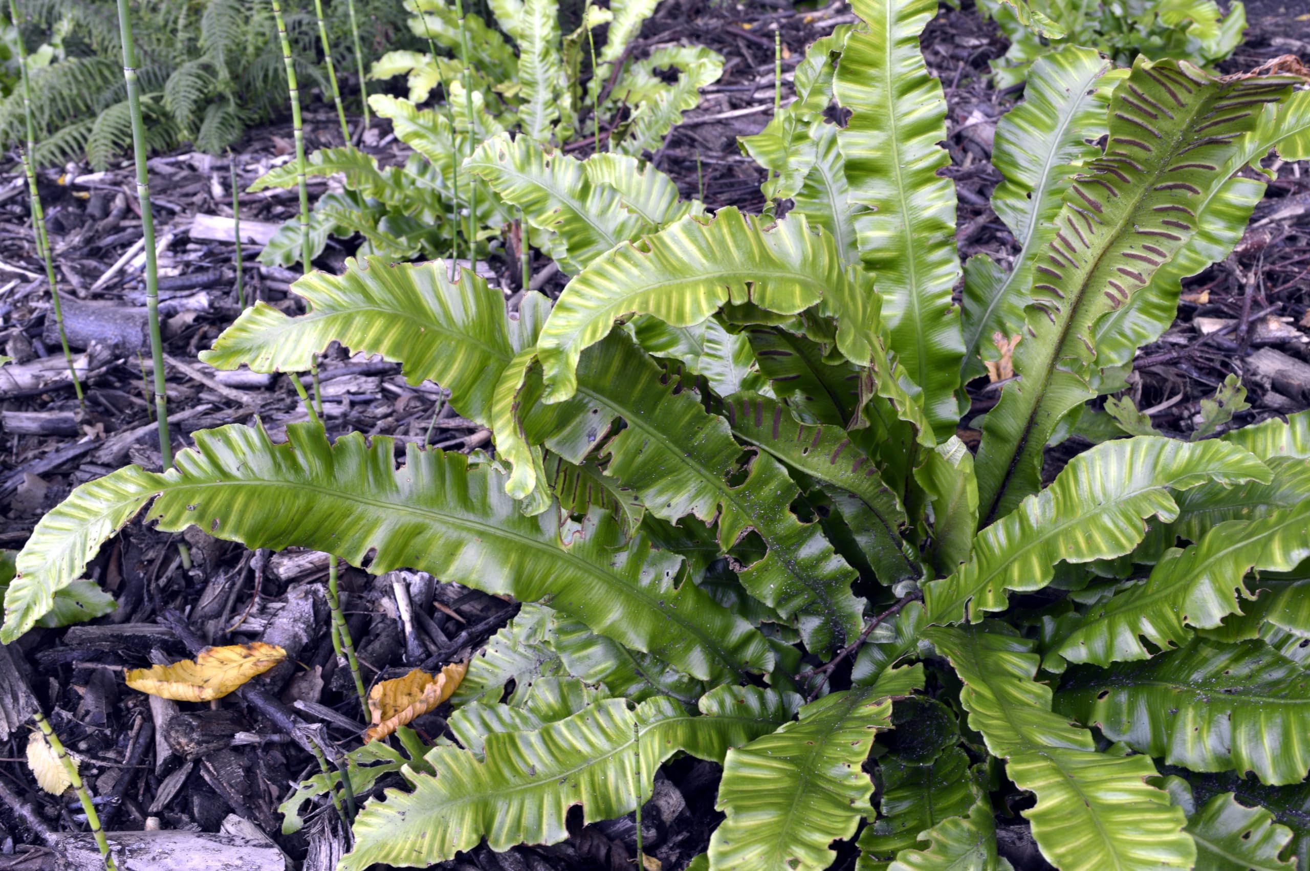 Stauden Gänge 3 x Phyllitis scolopendrium 'Angustifolium' im 1 Liter Topf (Farn/Winterhart/Mehrjährig/Staude/Immergrün) Hirschzungenfarn - Der Farn für harmonische Gartenräume