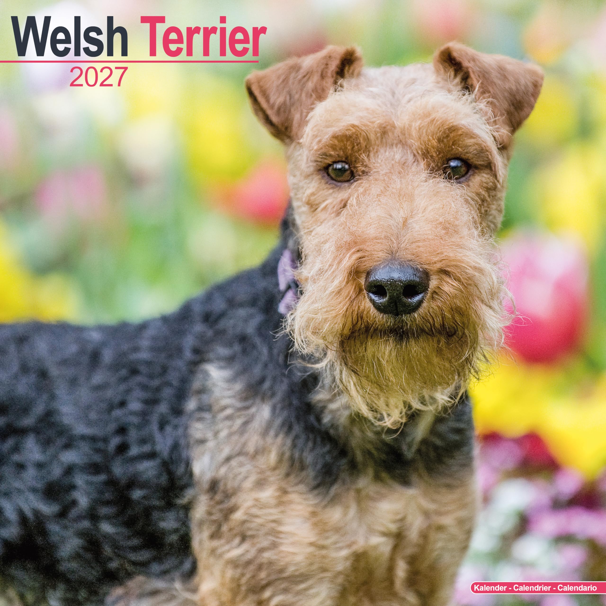 Welsh Terrier Calendar 2027, Wall Calendars, Month To View, Dogs, Gift