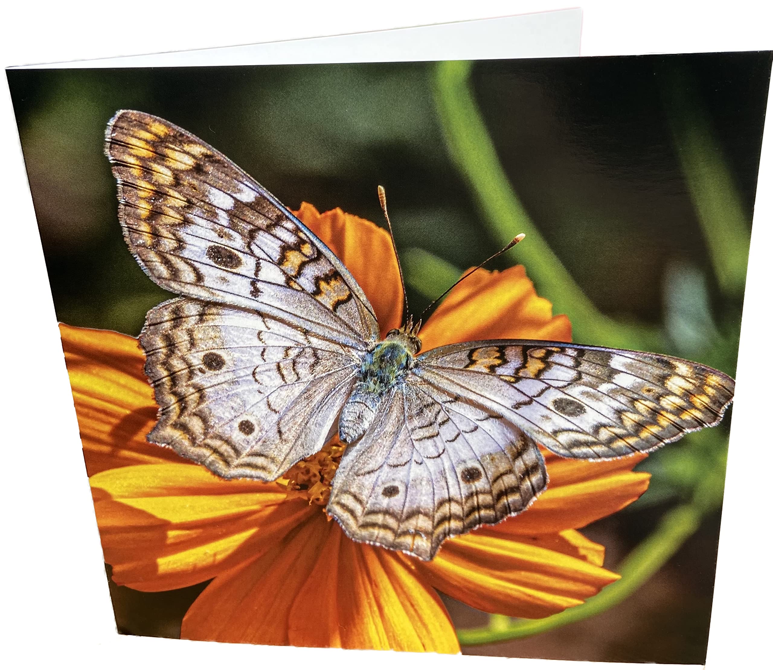 Maturi Butterfly Photographic Blank Birthday Greetings Card, 15.5 x 15.5 cm