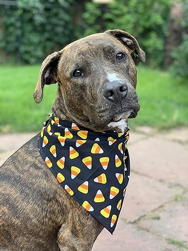 Miniatura 7 de Native Pup Bandana de Halloween para perro, paquete de 3, pañuelo de murciélagos, maíz dulce y calabaza (paquete de Halloween 1, grande)