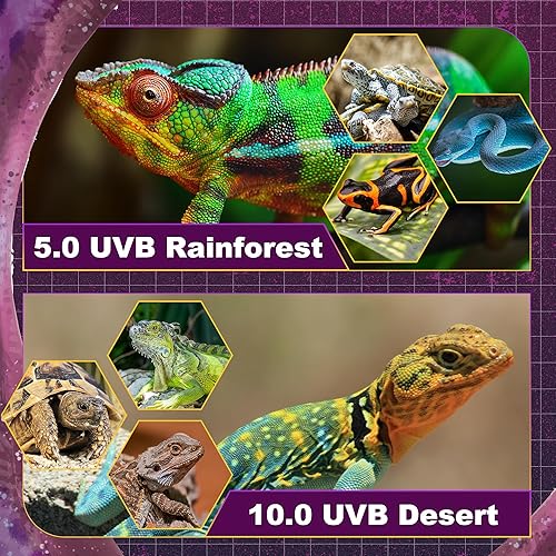 T5 HO UVB Lighting Combo Kit, 8W Reptile Light Fixture with Fluorescent Light Bulbs, Tropical 5.0 UVB Light for Reptiles and Amphibians, Basking Light for Bearded Dragon, High Output Natural Light(Rainforest 5.0,24 Watts)