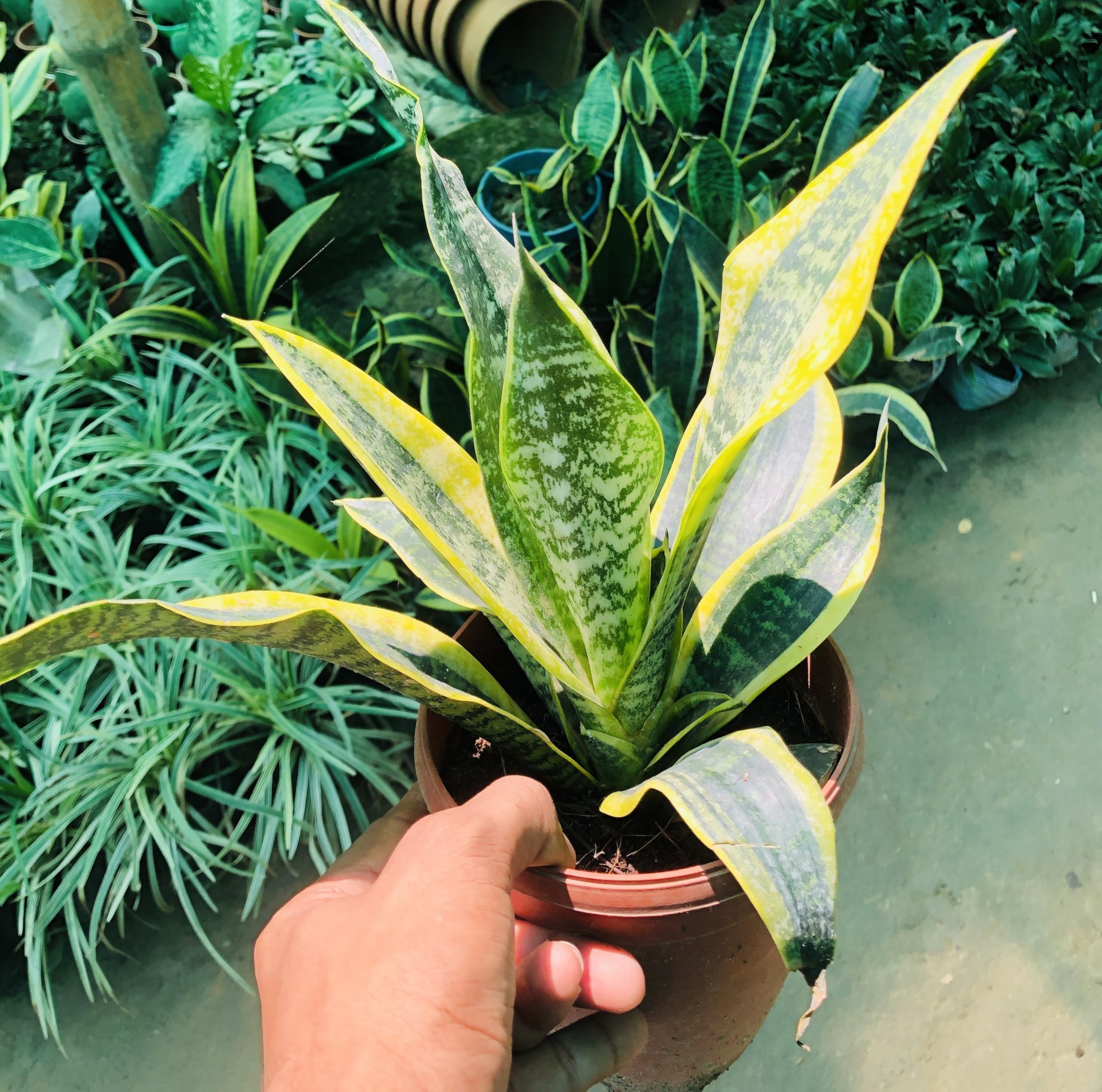 SN PLANTS | Snake Plant, Variegated Yellow-Edge Sansevieria, Live Indoor  Plant in 15 cm Pot : Amazon.in: Garden & Outdoors
