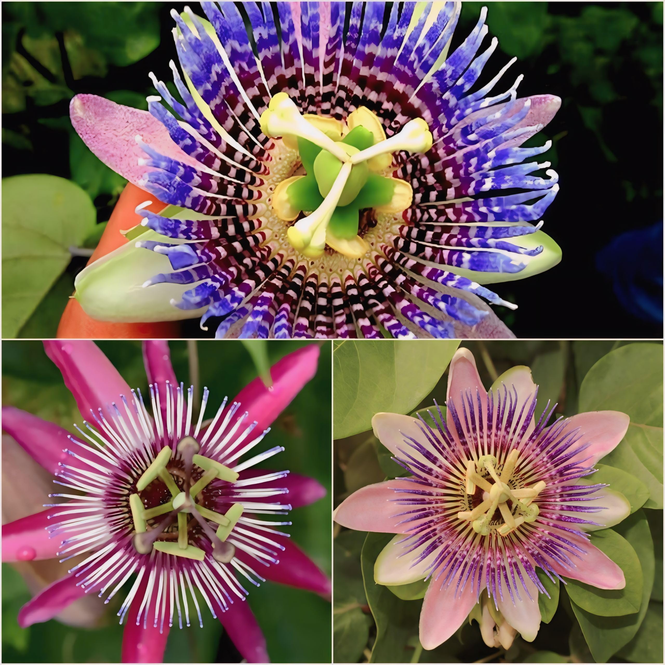 passion flower combo pack of 3